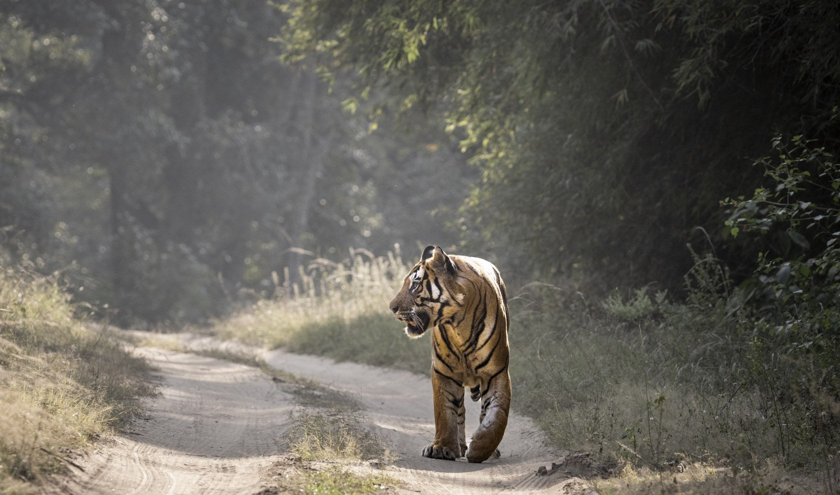 Casual Stroll, India
