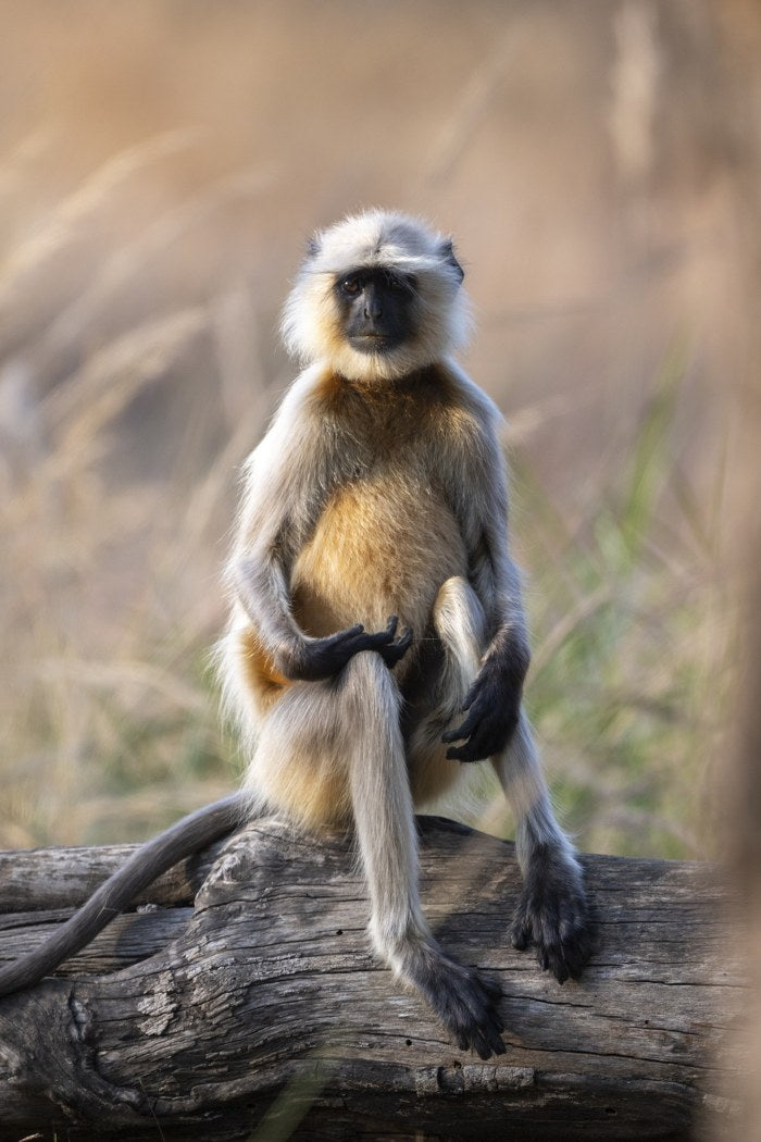 Curious Monkey, India