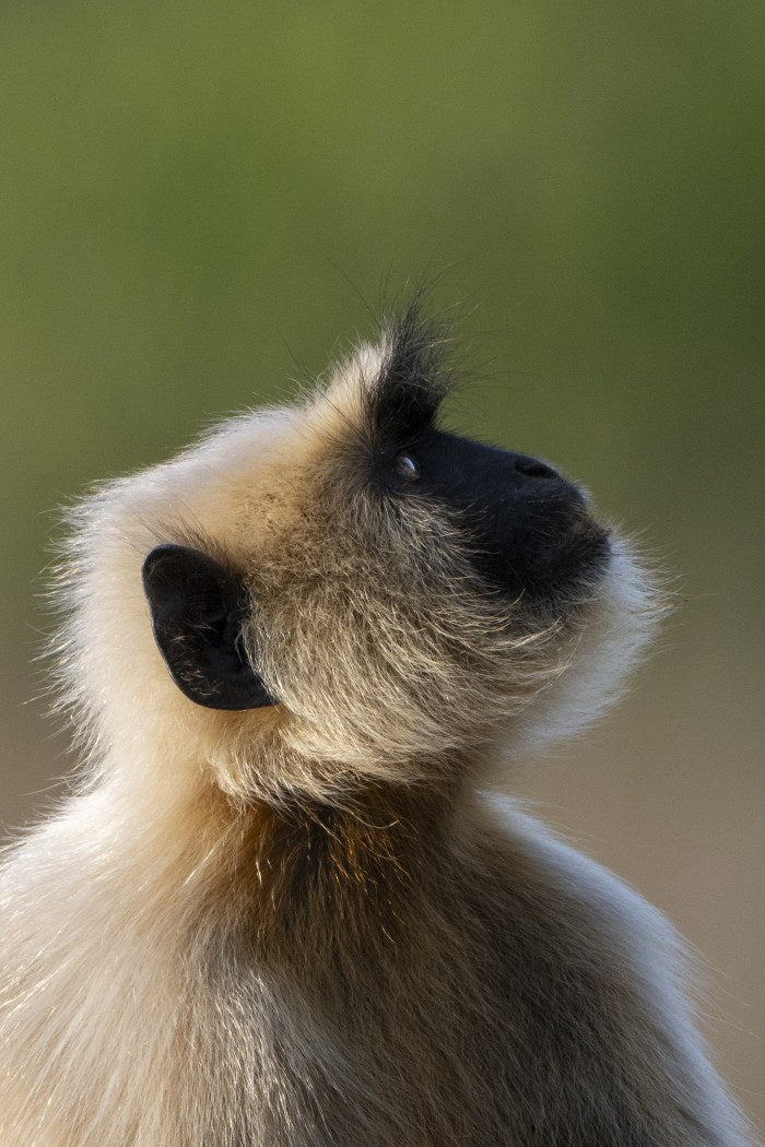 Monkey in Profile, India
