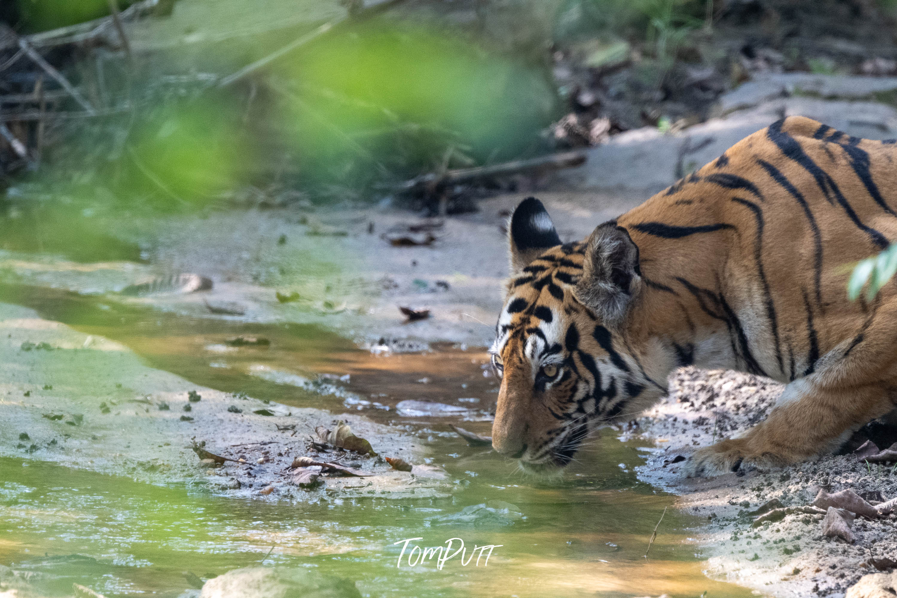 Tiger's Thirst, India