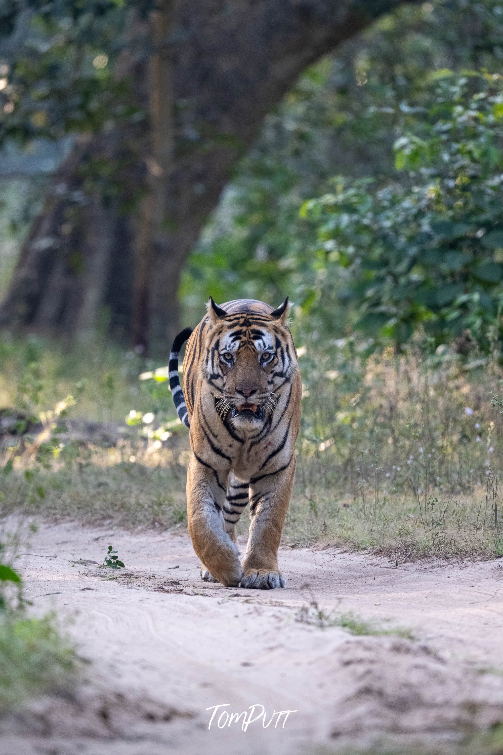 In a Tiger's Gaze, India
