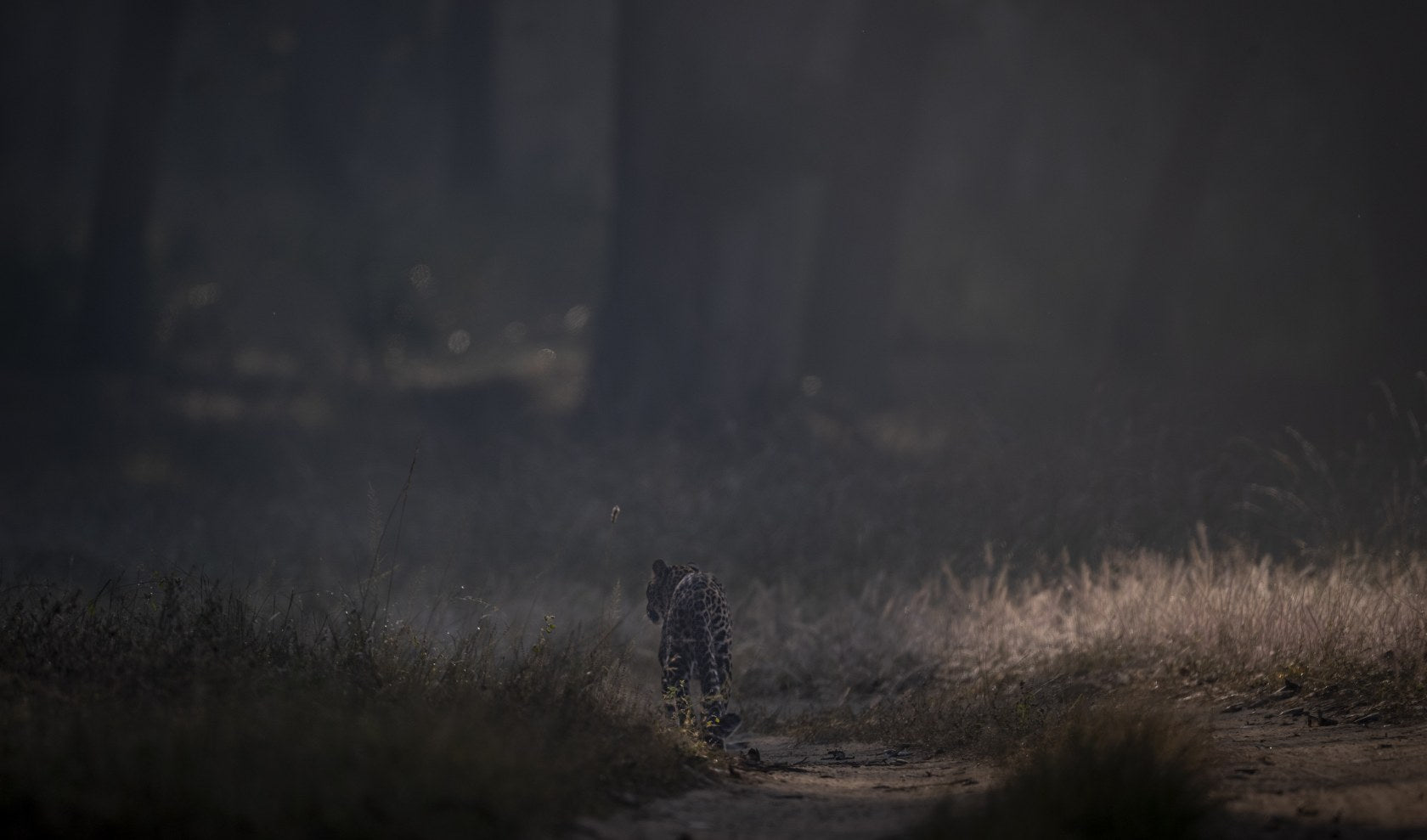Leopard in the Mist, India
