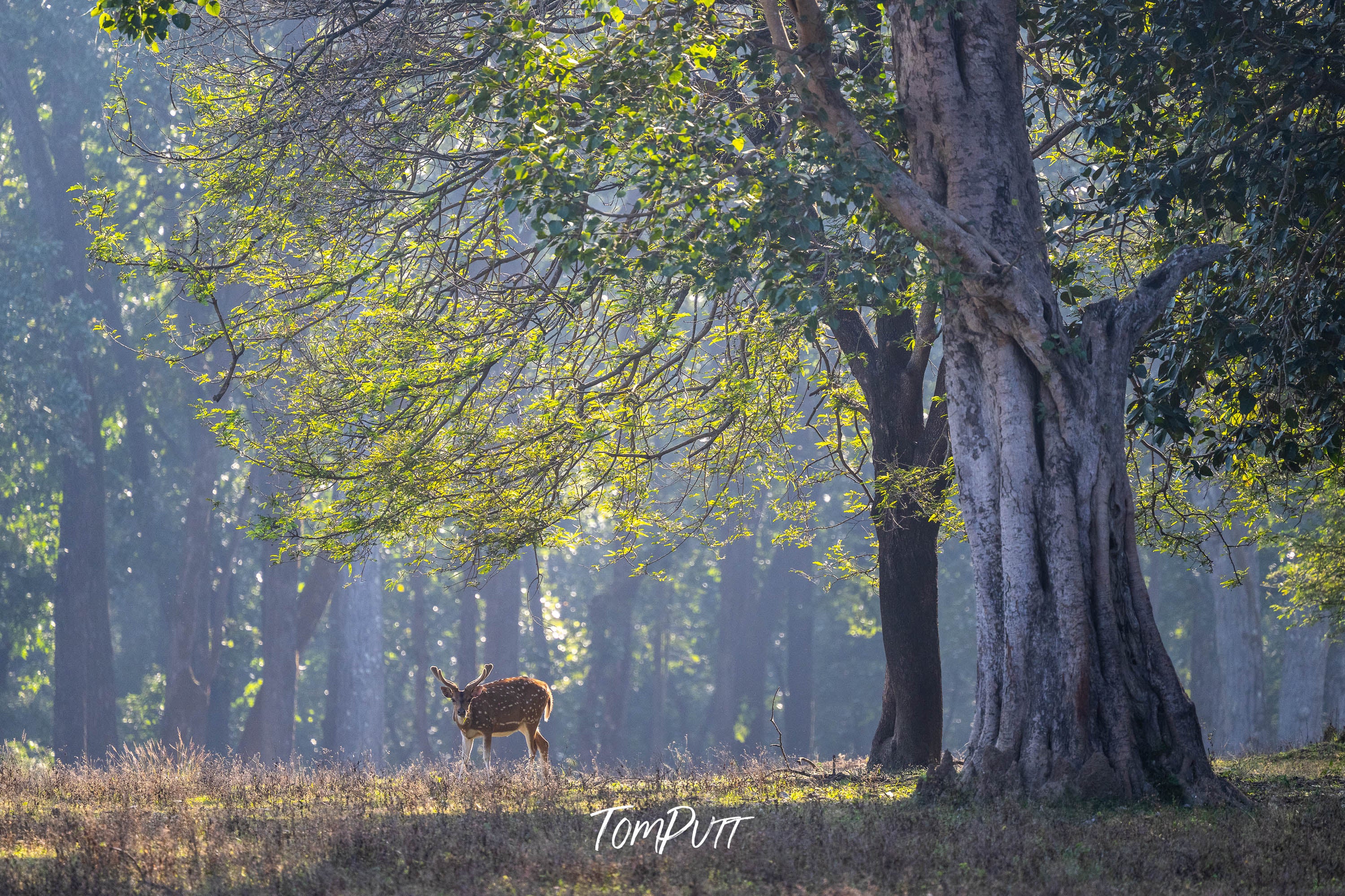 Spotted Deer in the Mist