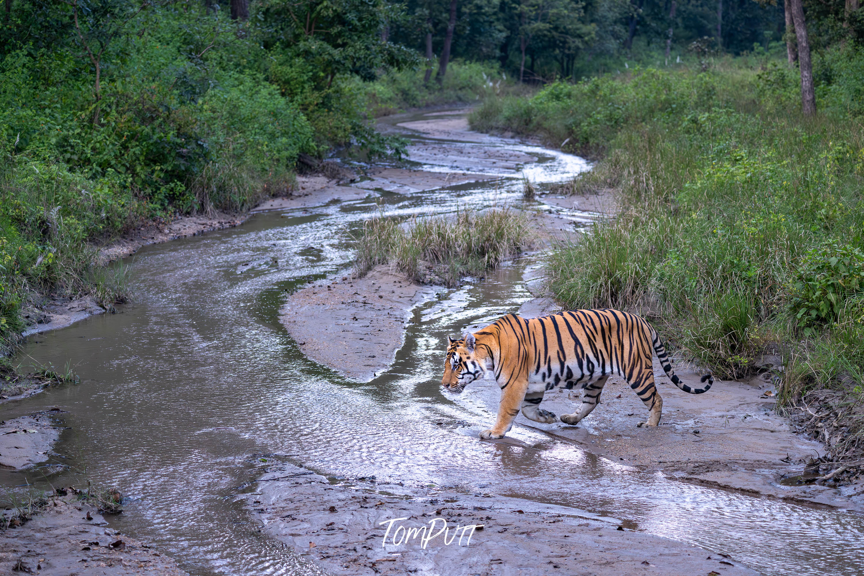 Tiger Crossing, India