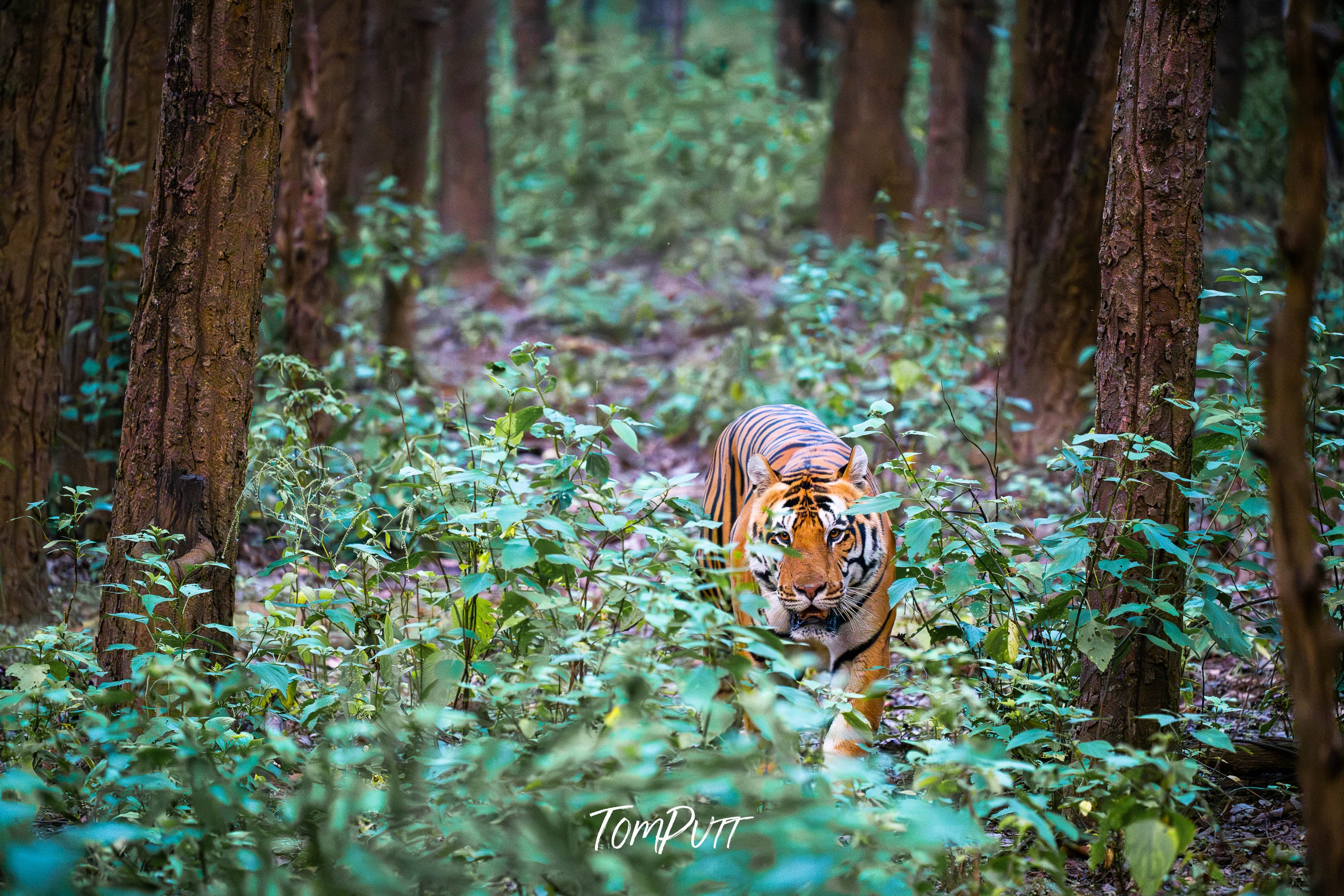 Tiger Encounter, India