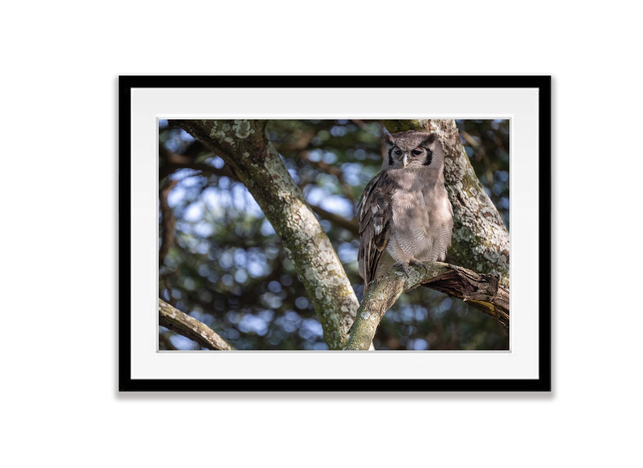 Verreaux's Eagle-Owl, Tanzania