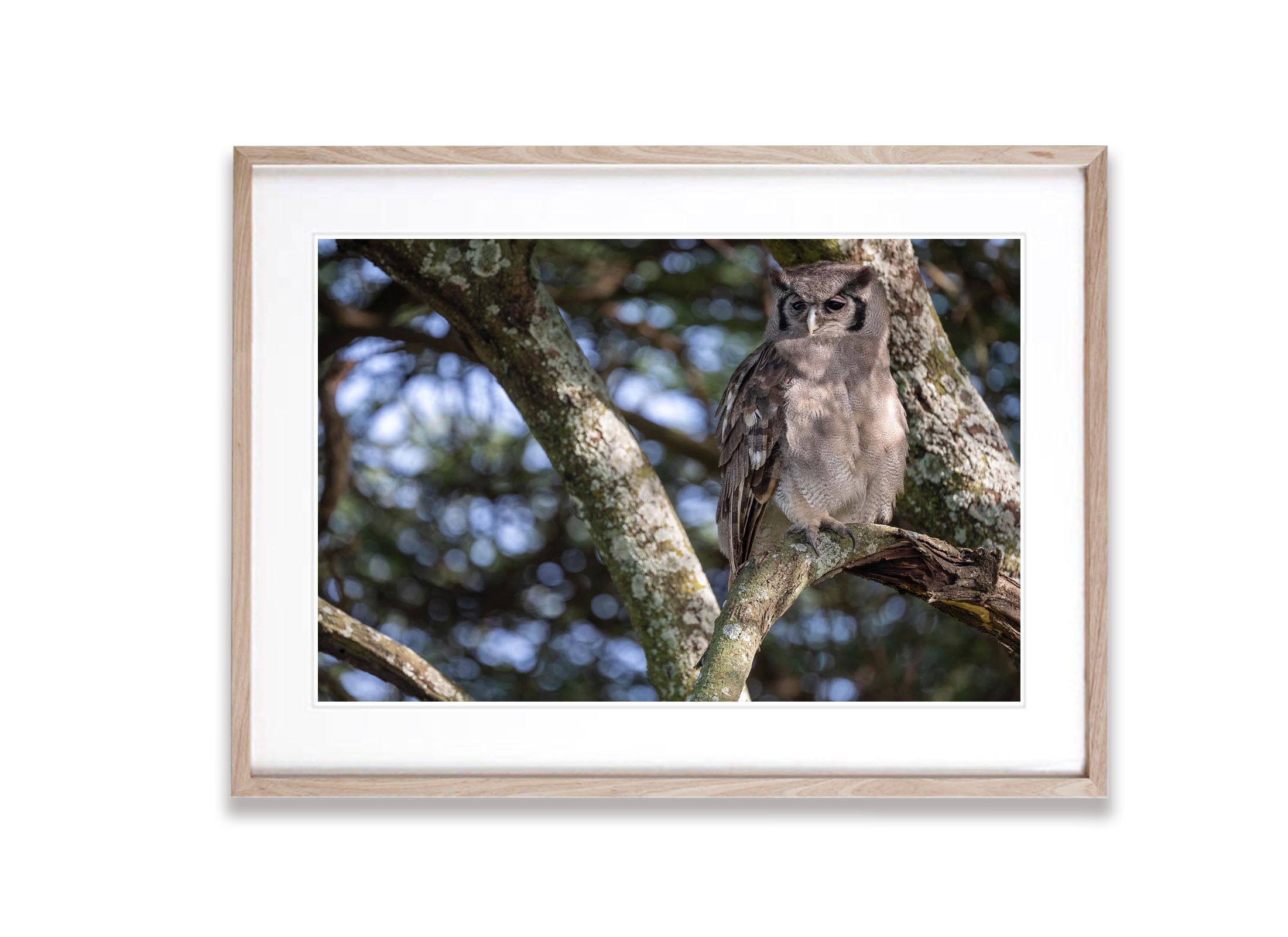 Verreaux's Eagle-Owl, Tanzania