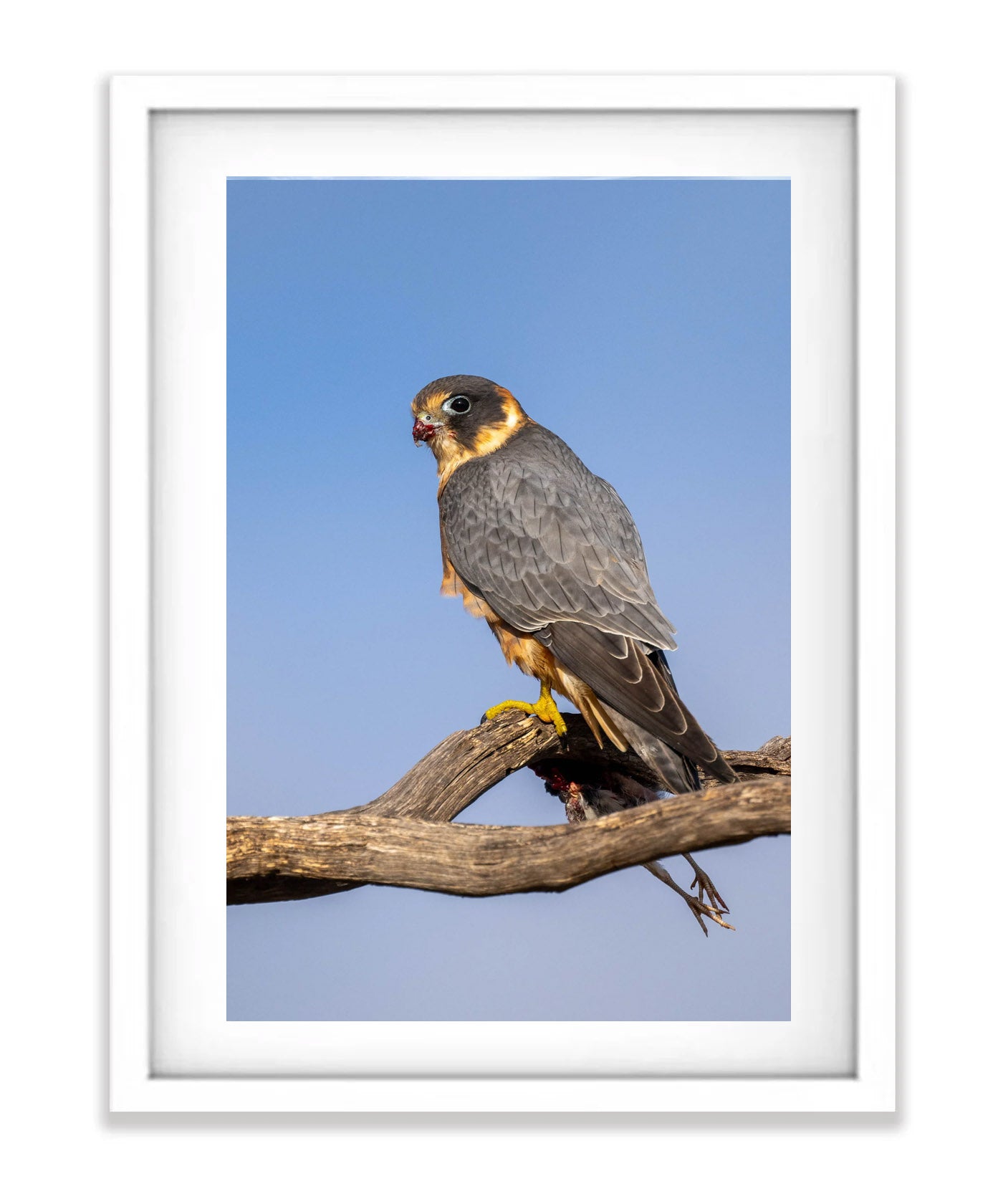 Australian Hobby, Sea Lake, Victoria