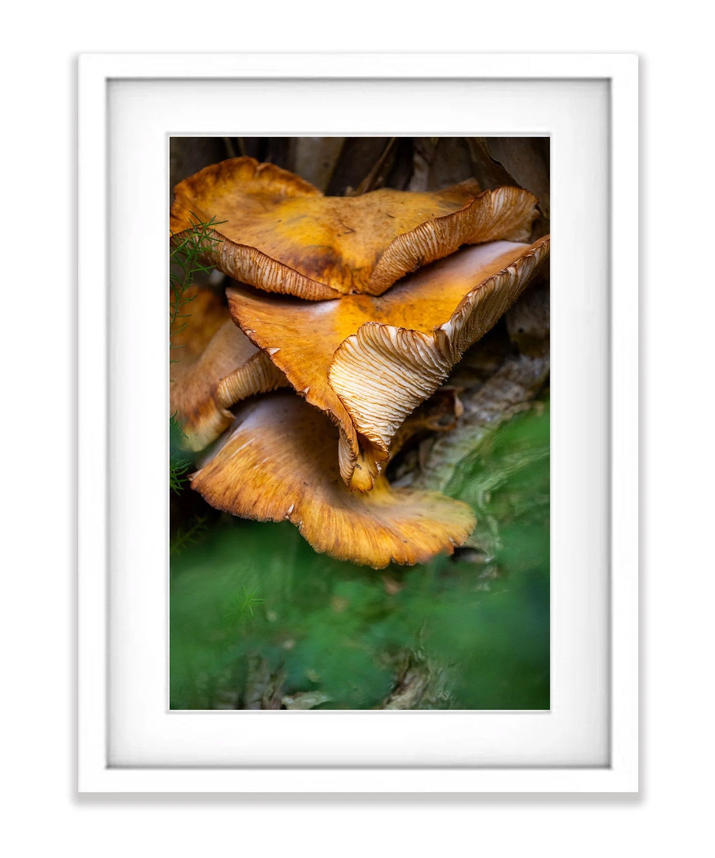 Fungi, Flinders Island, Tasmania