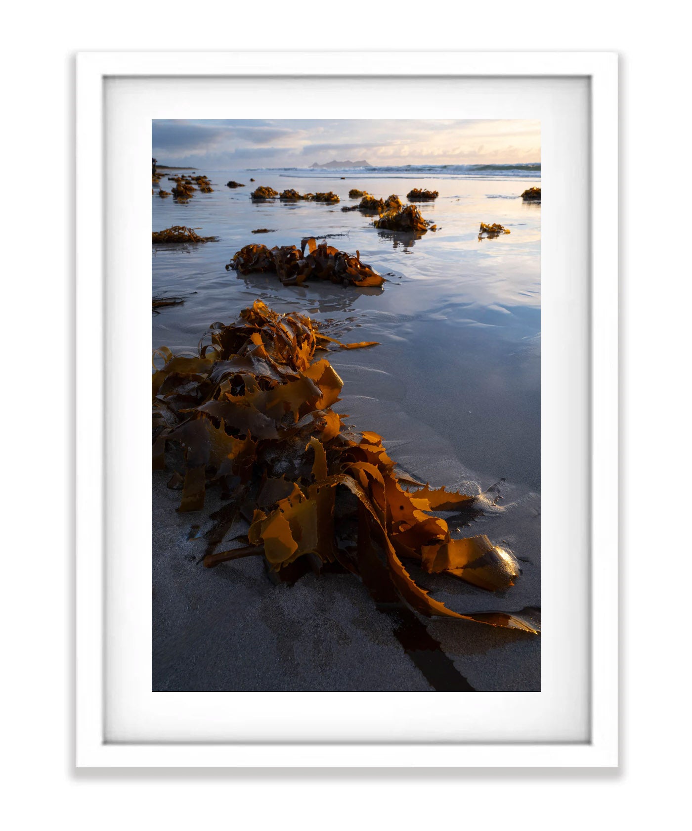 Seaweed, Flinders Island, Tasmania