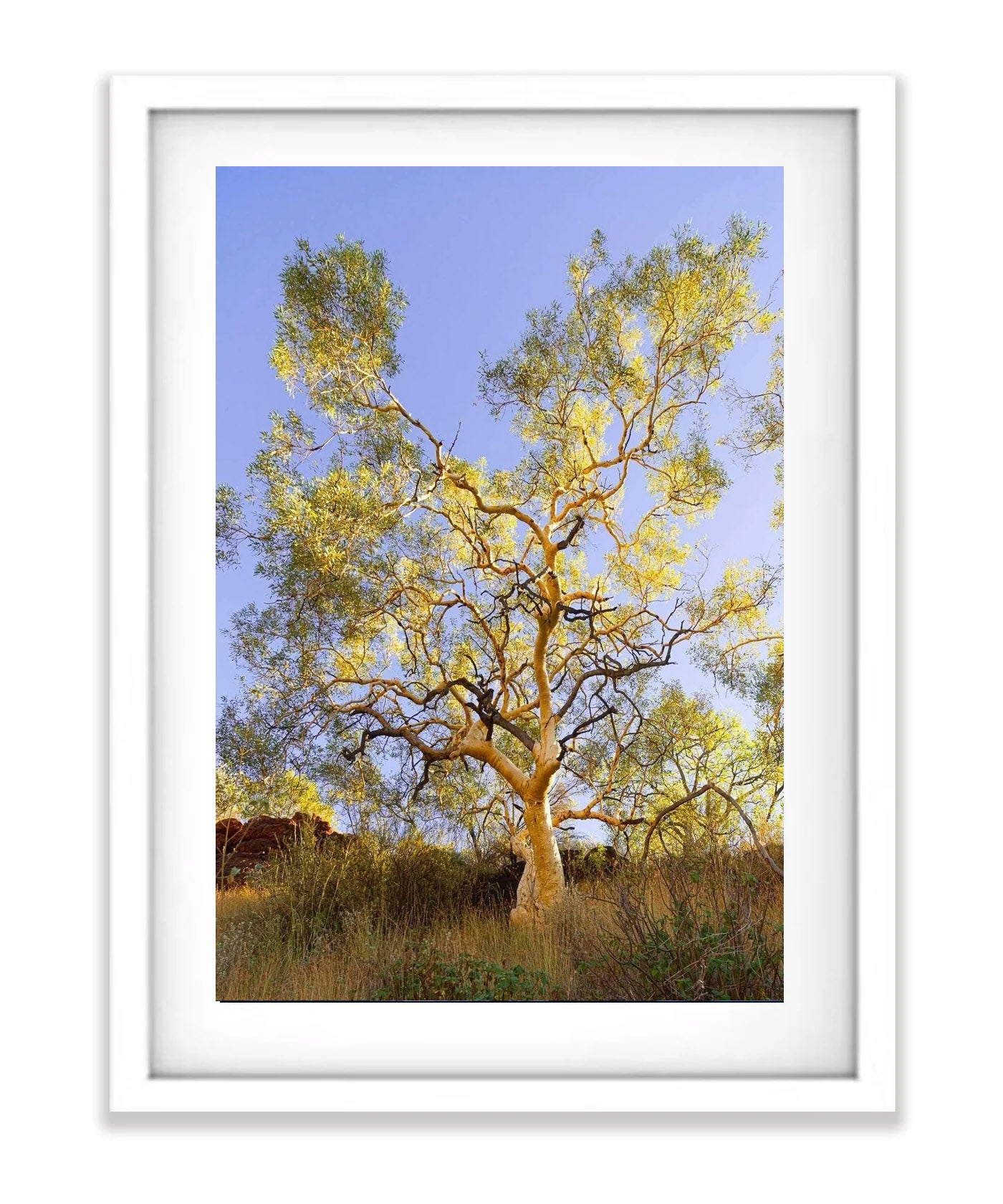 Snappy Gum Glow - Karijini, The Pilbara