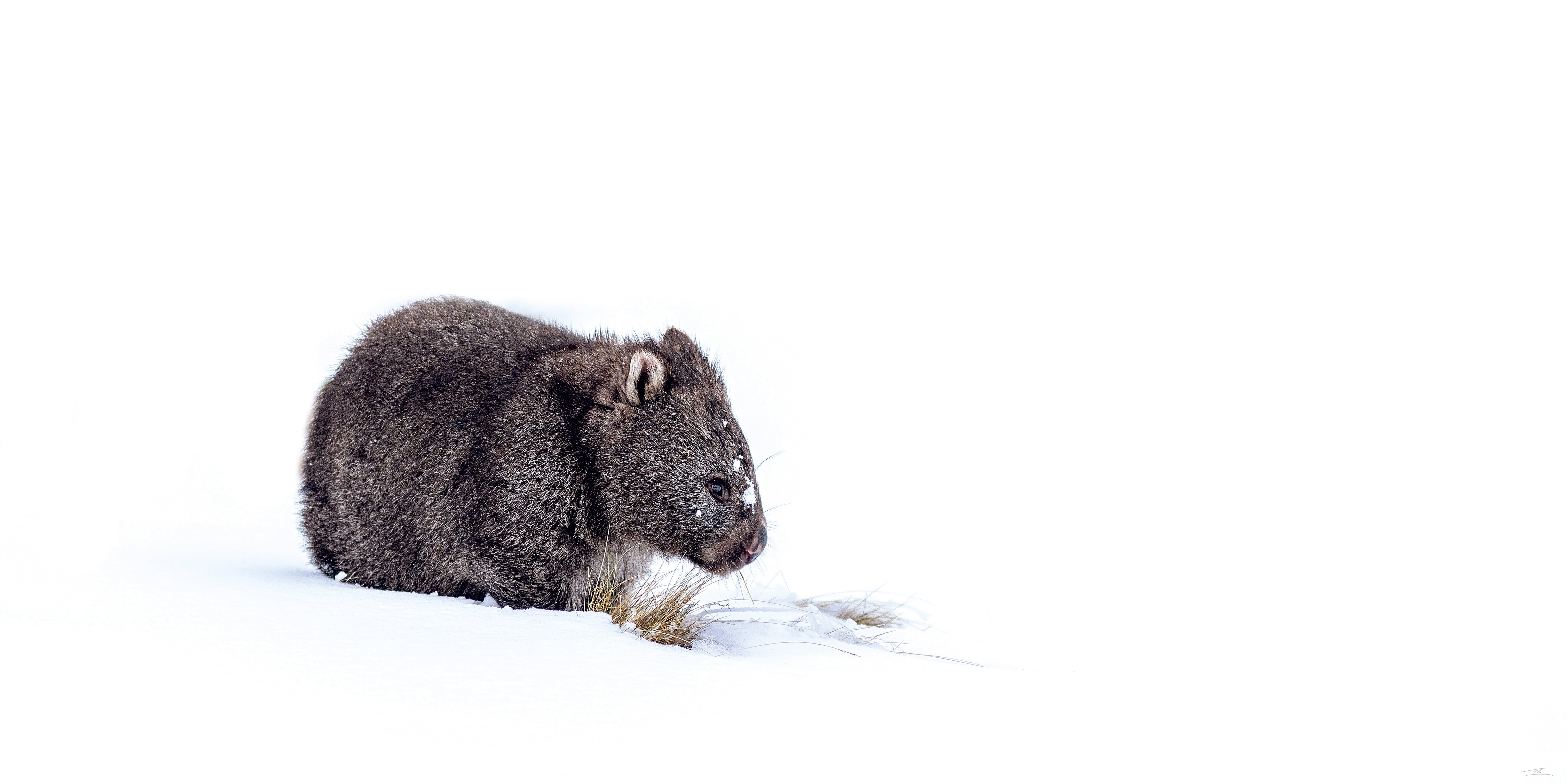 Wombat, Mount Buffalo, VIC
