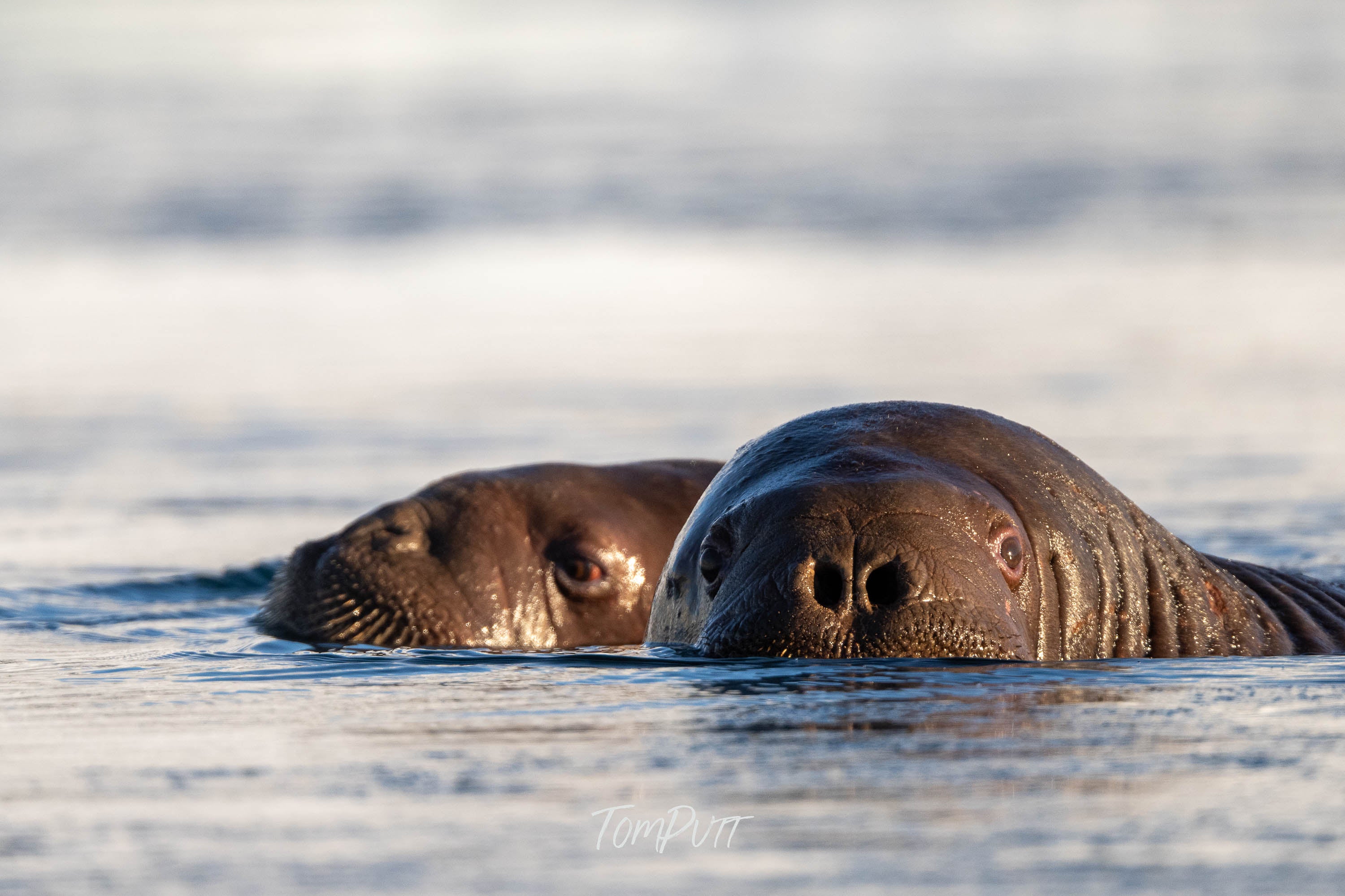 Walrus Watch, Svalbard