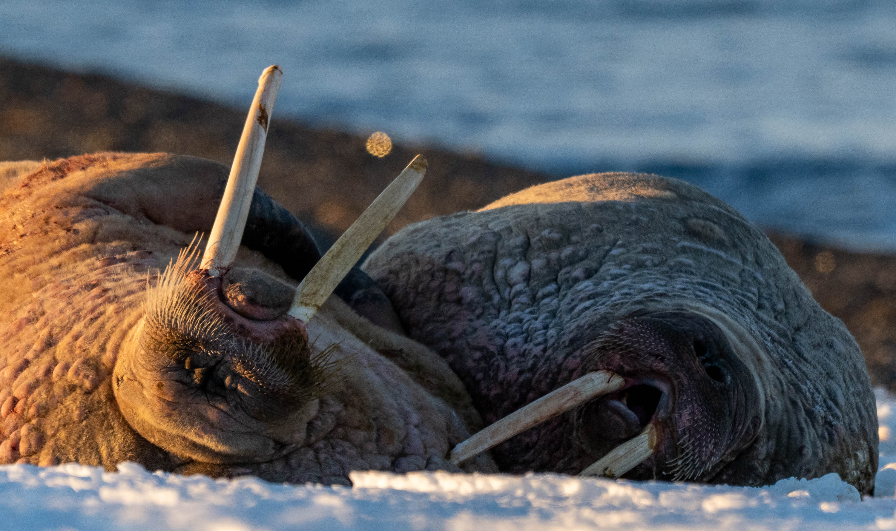 Walrus Basking, Svalbard