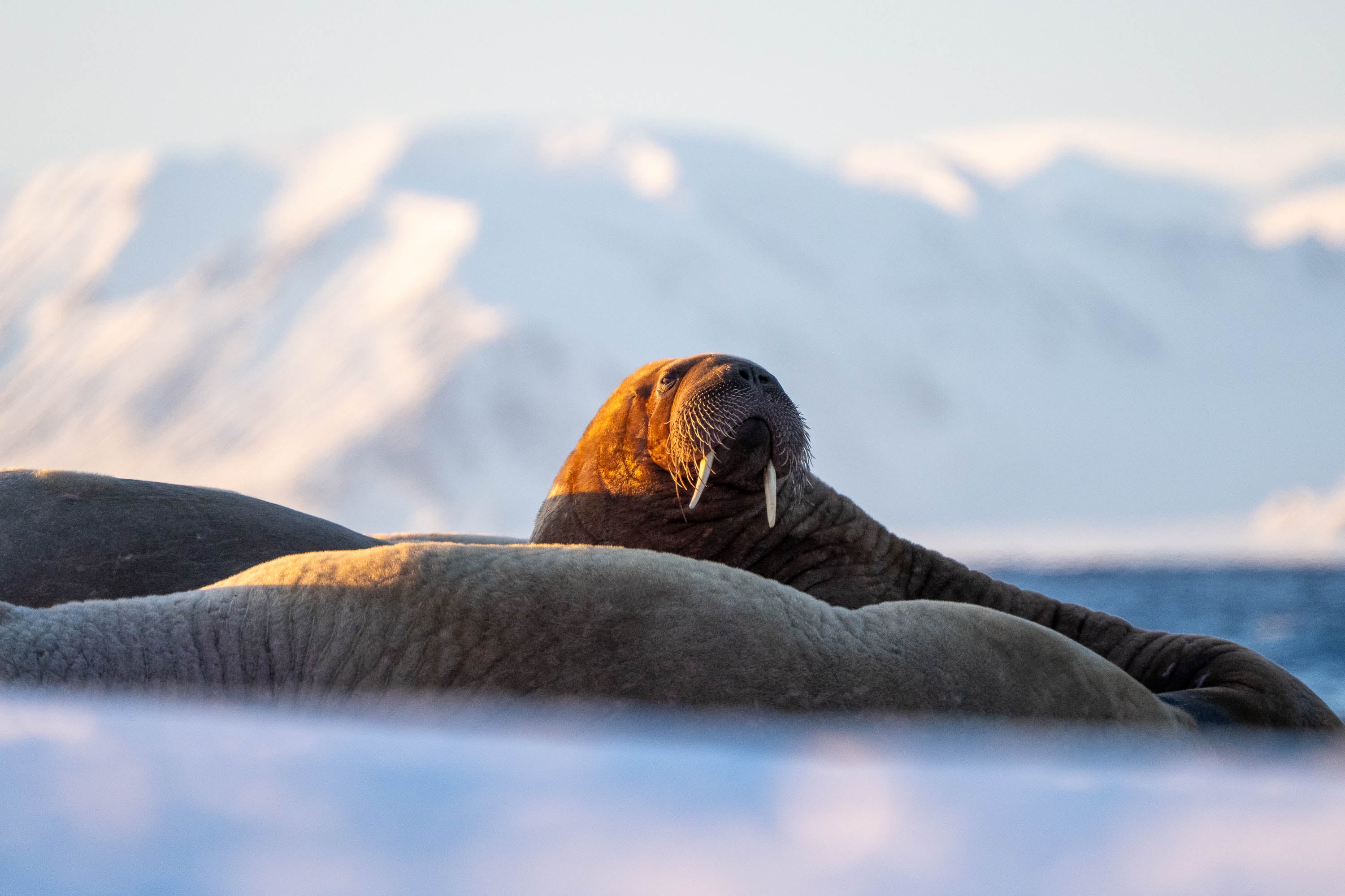 Svalbard Sentinel