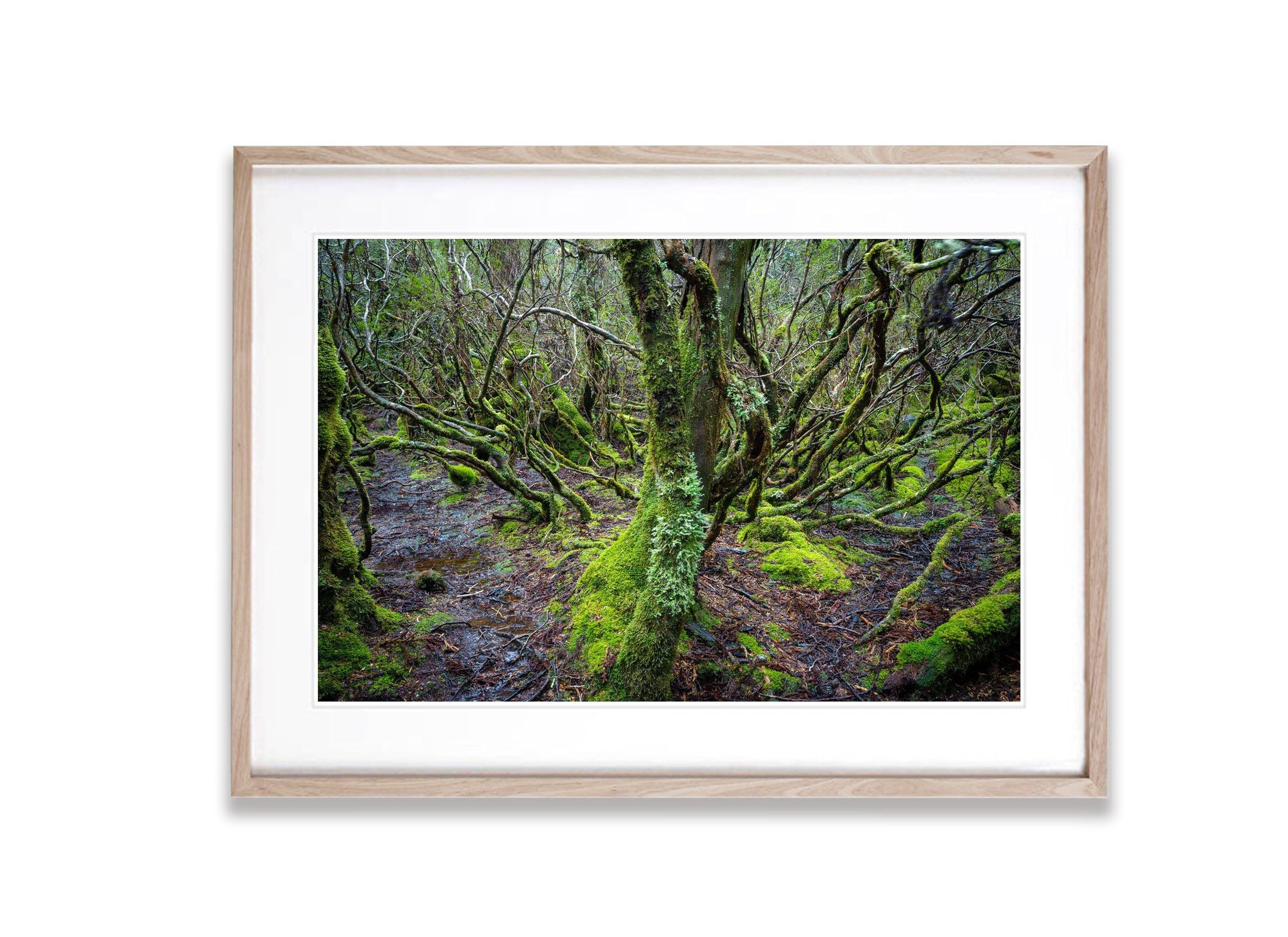 Weindorfers Forest No.2, Cradle Mountain, Tasmania