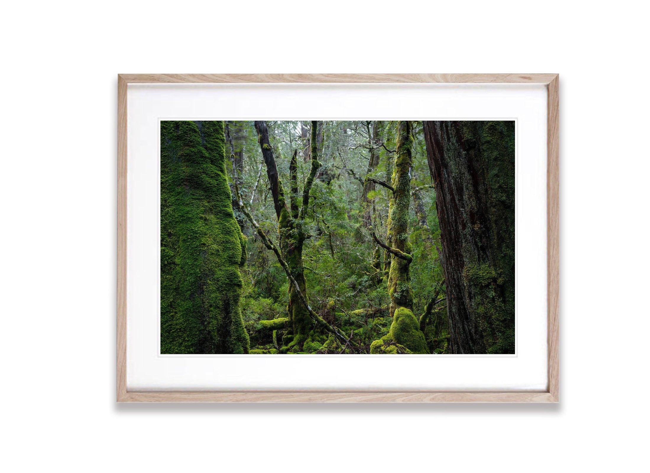 Weindorfers Forest No.3, Cradle Mountain, Tasmania