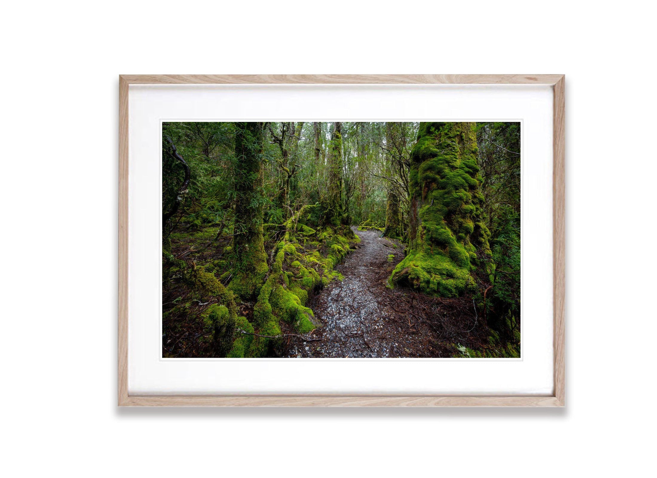 Weindorfers Forest, Cradle Mountain, Tasmania