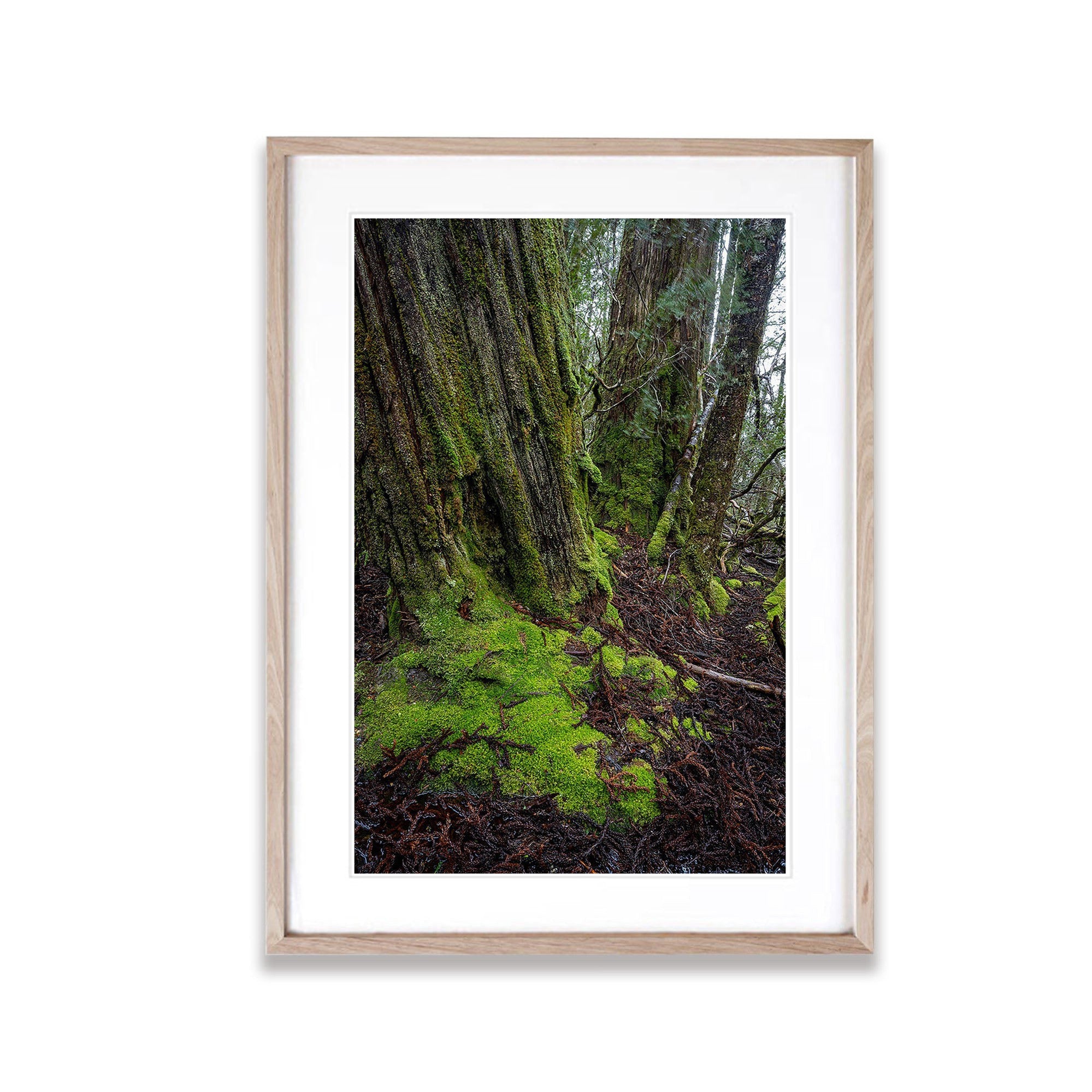 Weindorfers Forest tree detail, Cradle Mountain, Tasmania