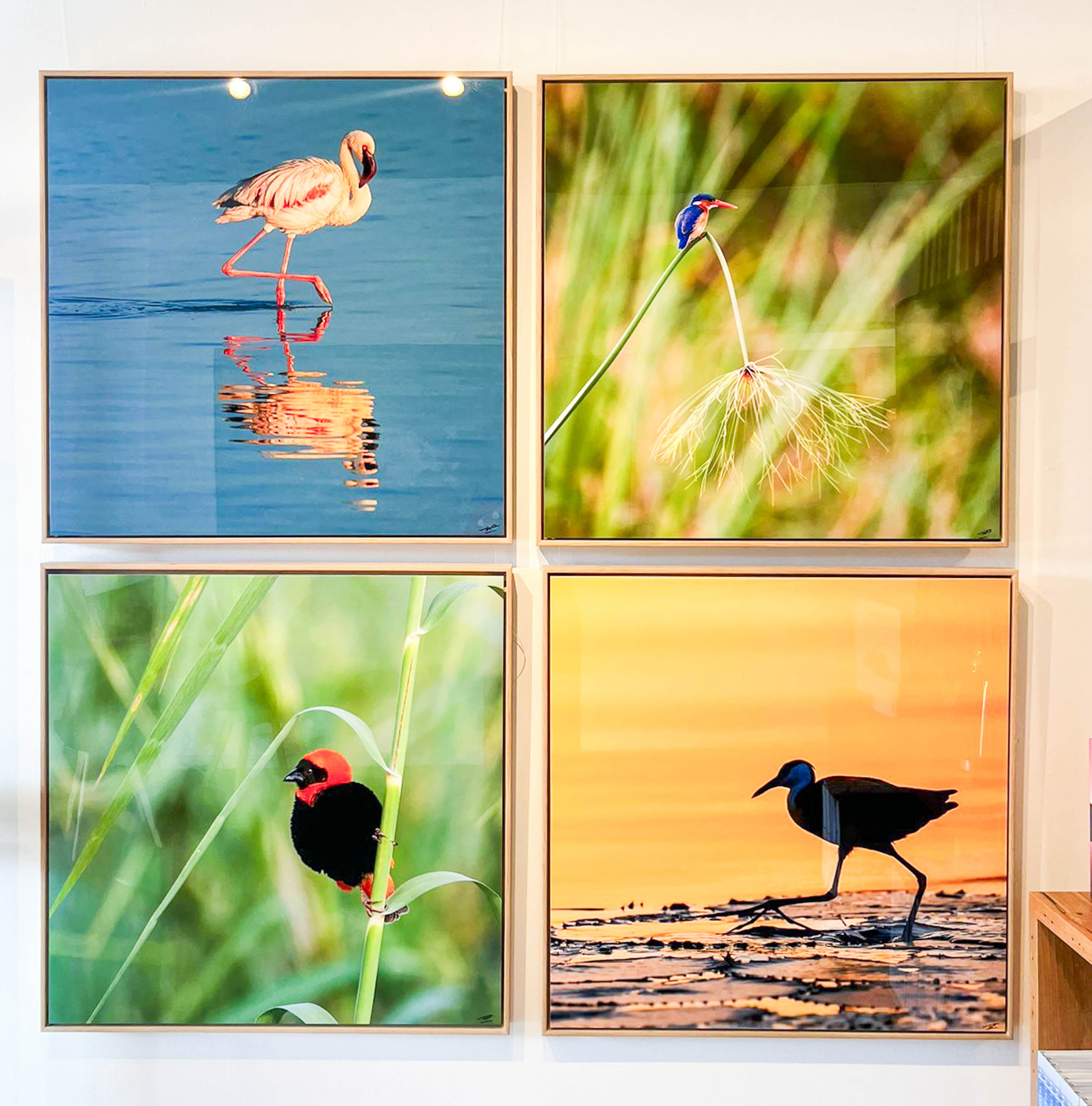 ARTWORK INSTOCK - 'The African Jacana' - 90x90cms Metal Framed Print in Raw Oak