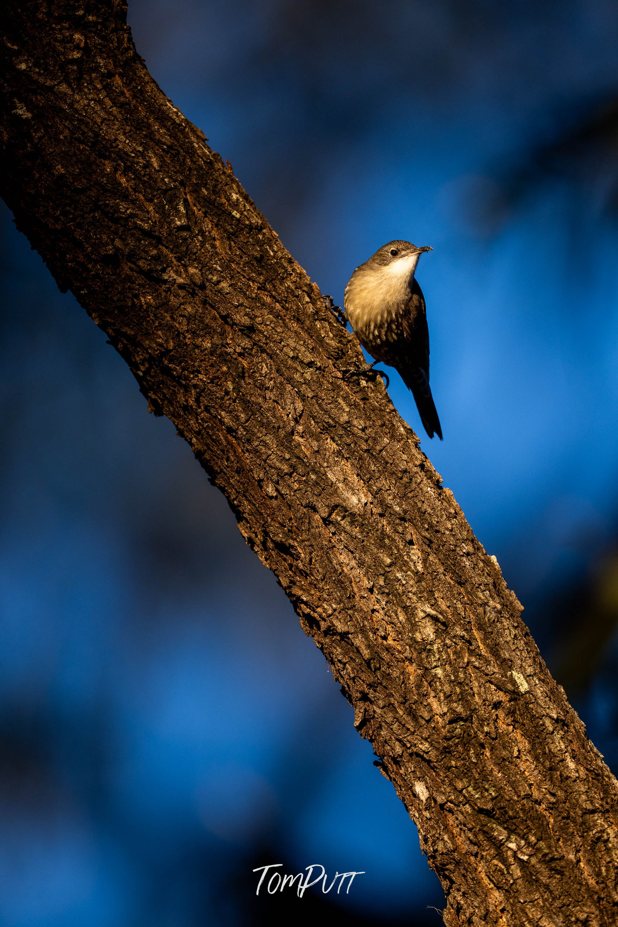 Carnarvon White-Throated Treecreeper