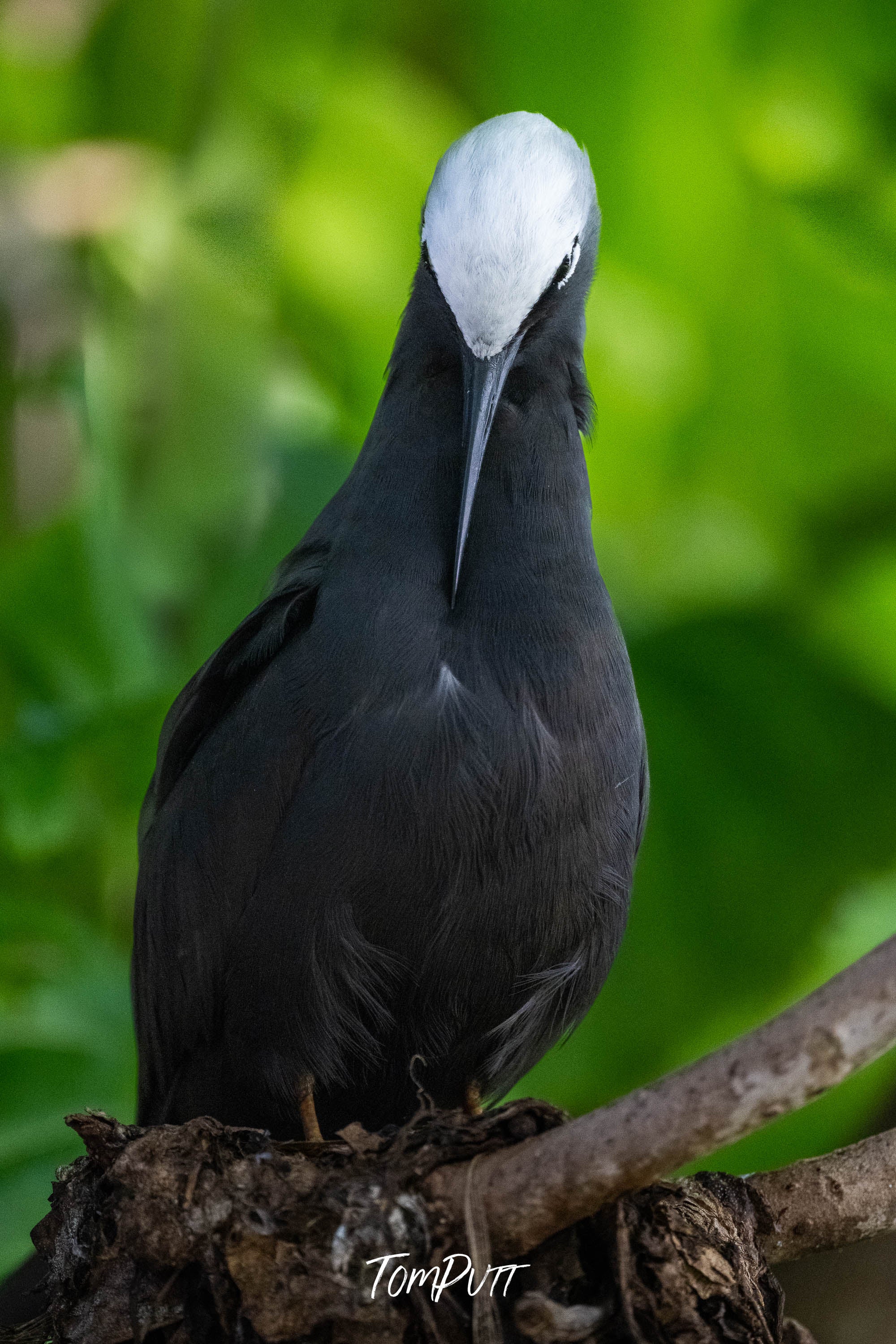 Perched Elegance: Black Noddy