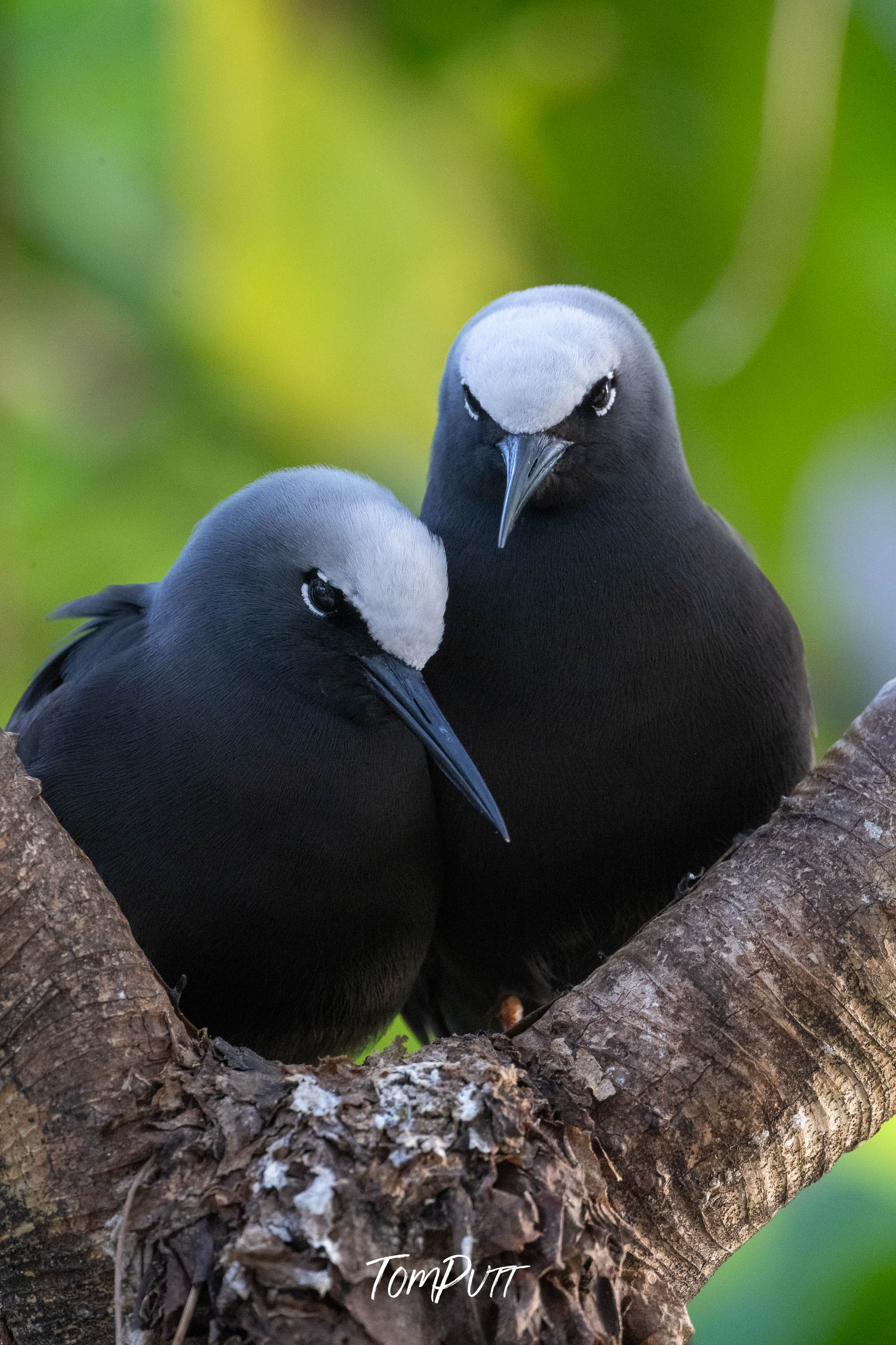 Perched Companions: Black Noddies