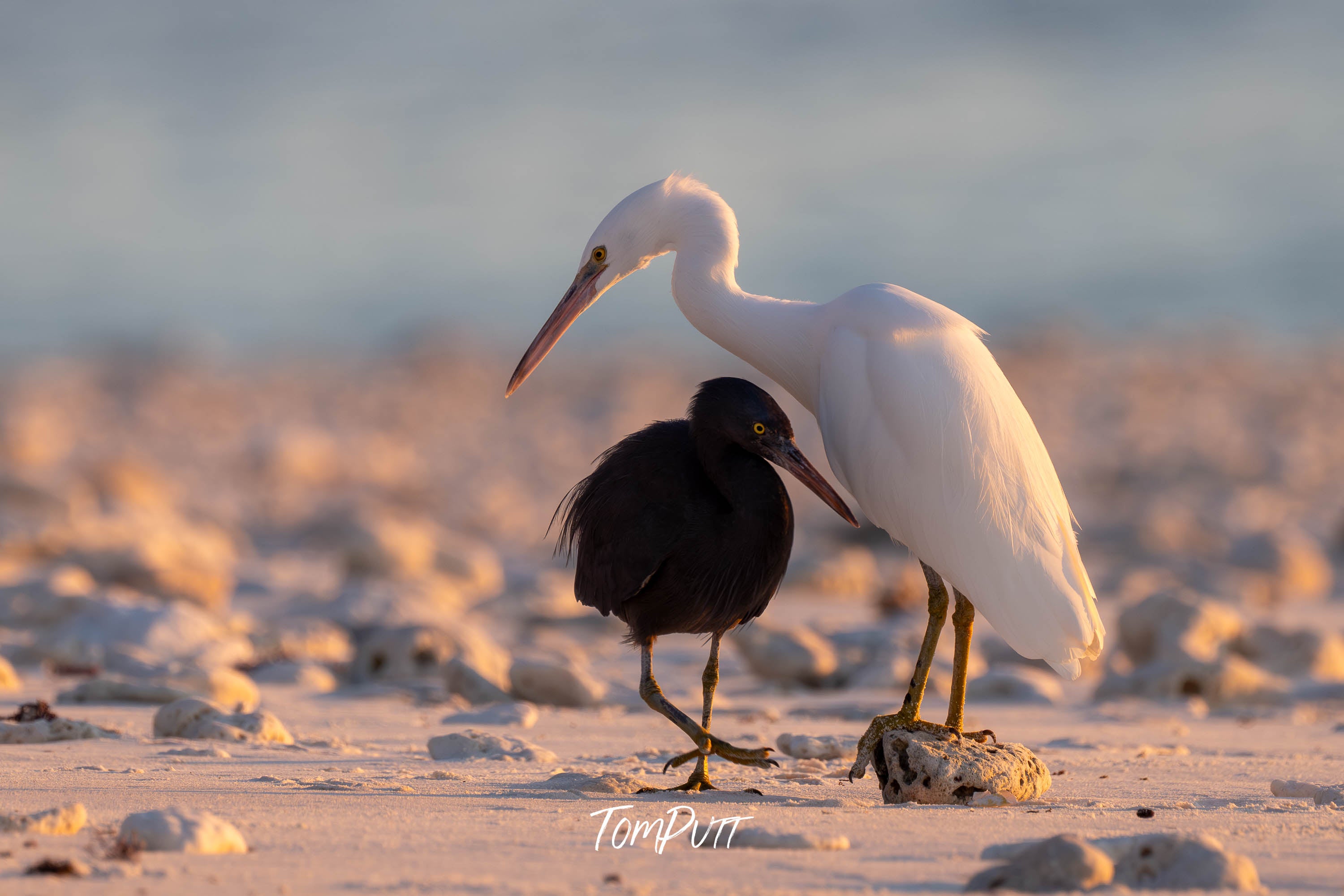 Shoreline Companionship