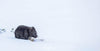 Wombat, Mount Buffalo, VIC - Rolled Print $340