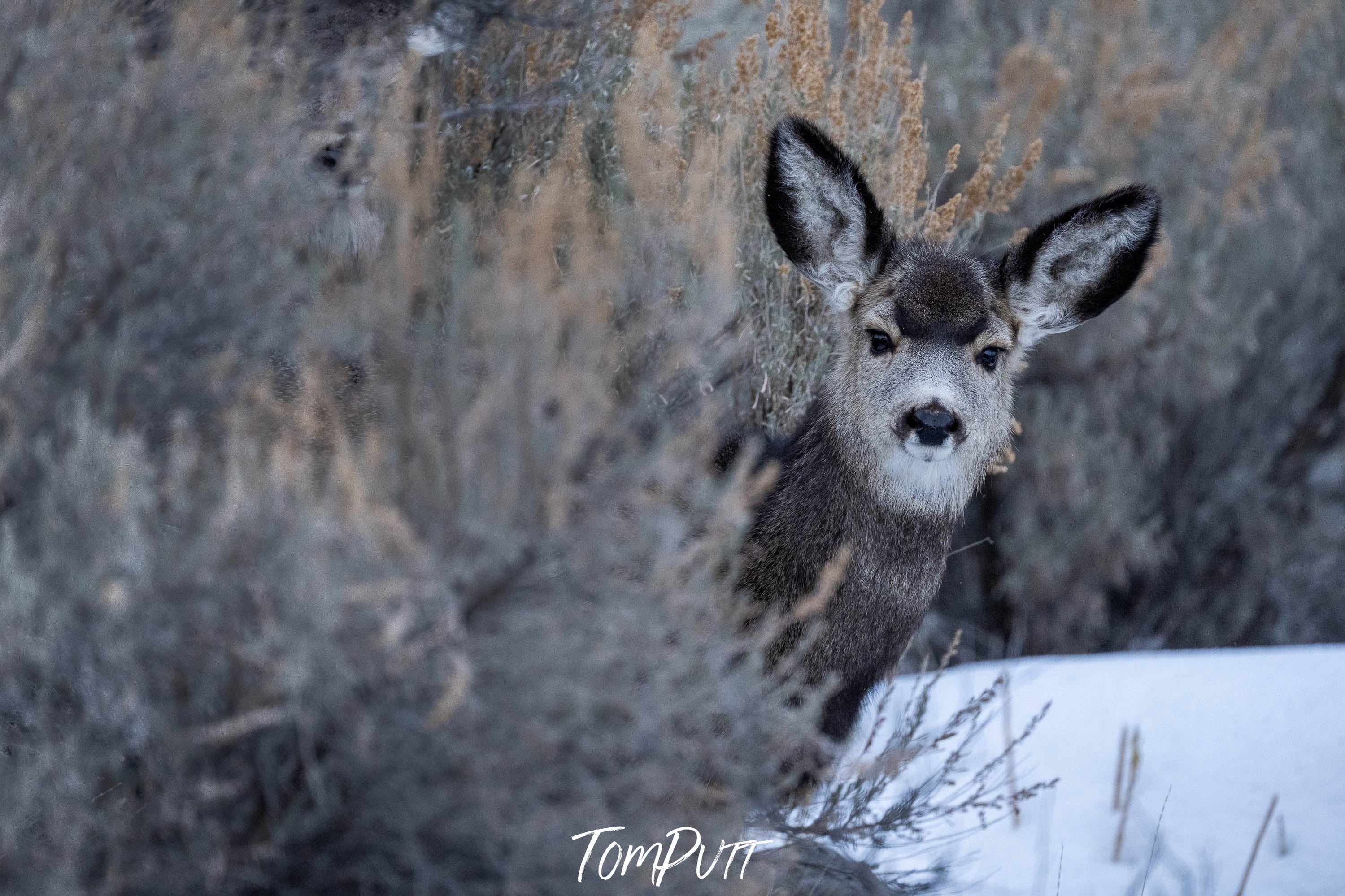 The Deer, Yellowstone NP