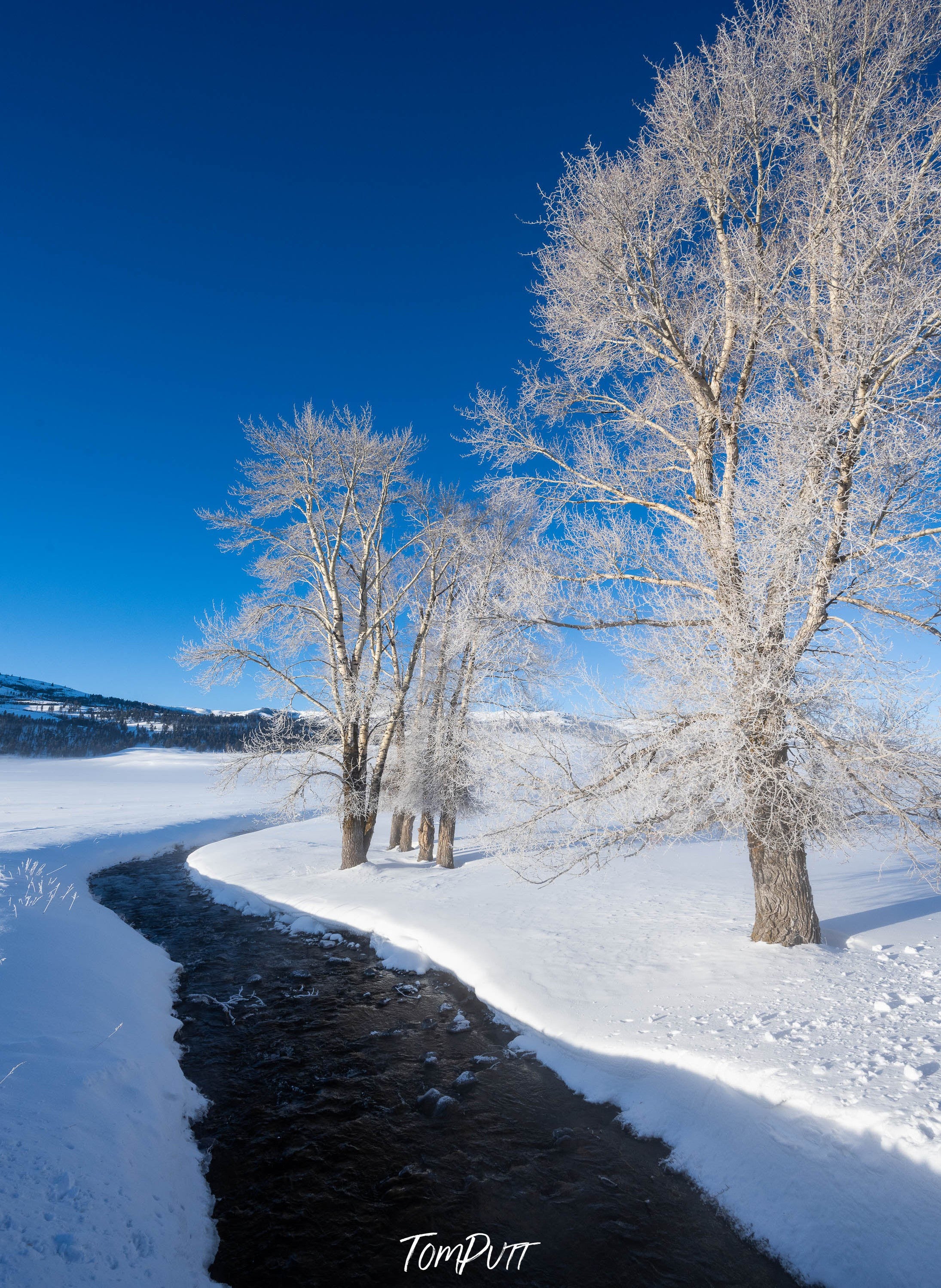 Frosted Trees, Yellowstone NP