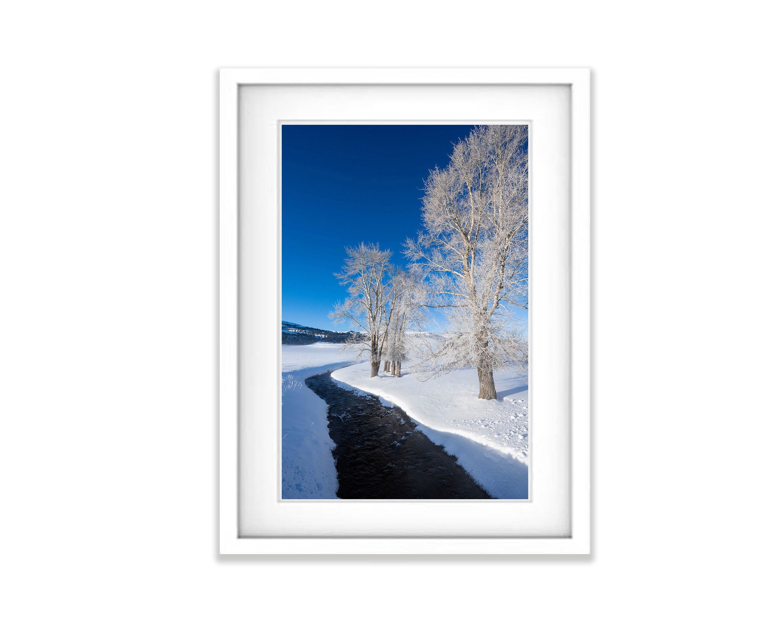 Frosted Trees, Yellowstone NP