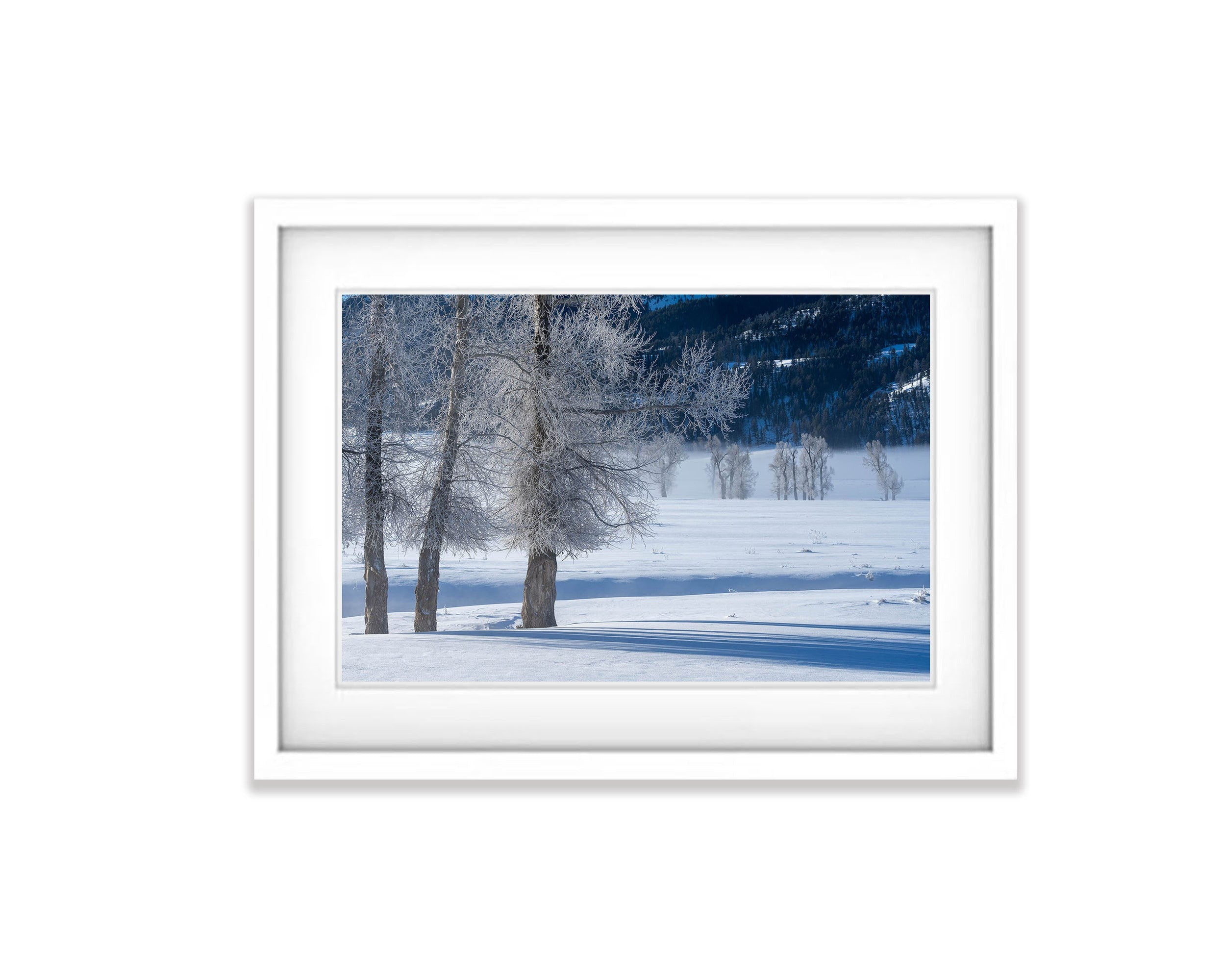 Frosted Trees No.2, Yellowstone NP