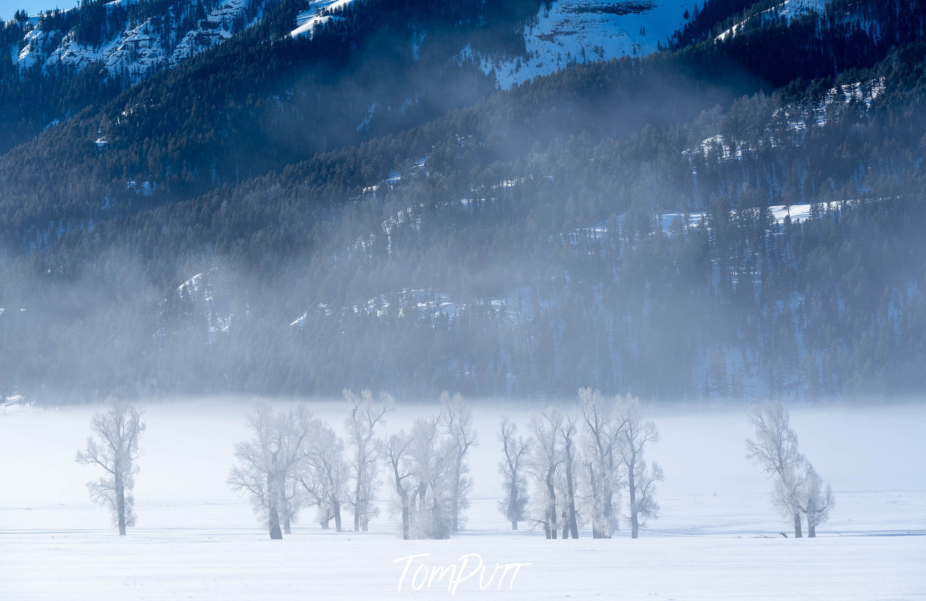 Frosted Trees No.3, Yellowstone NP