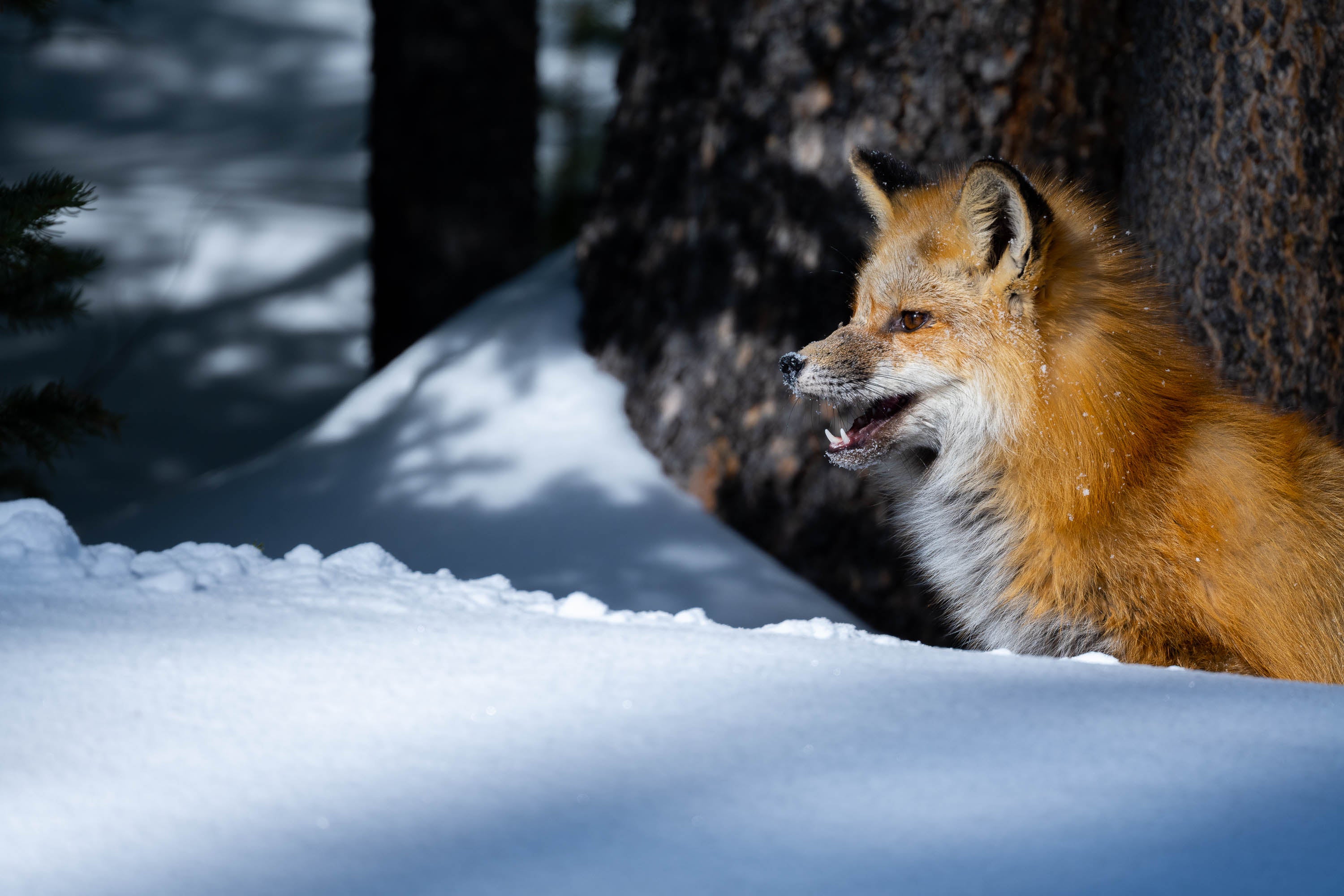 The Fox on The Watch, Yellowstone NP