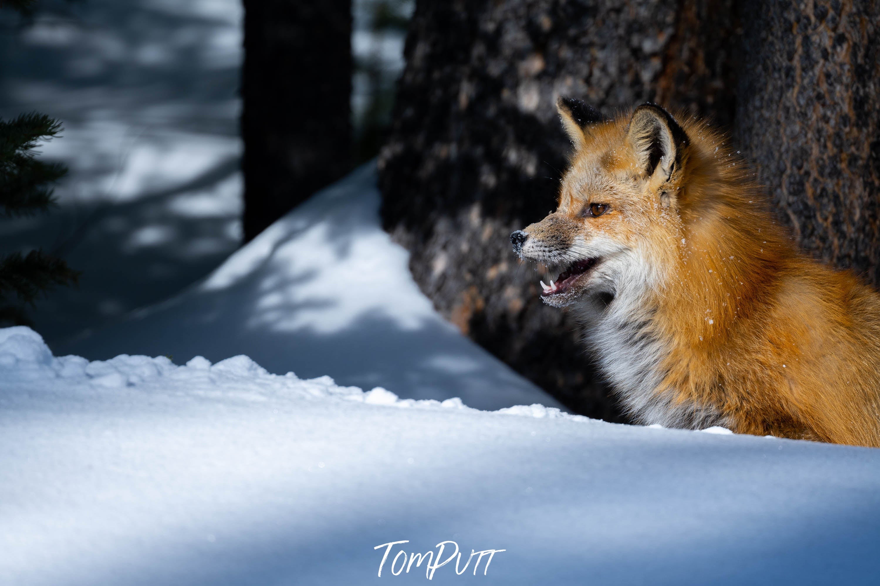 The Fox on The Watch, Yellowstone NP