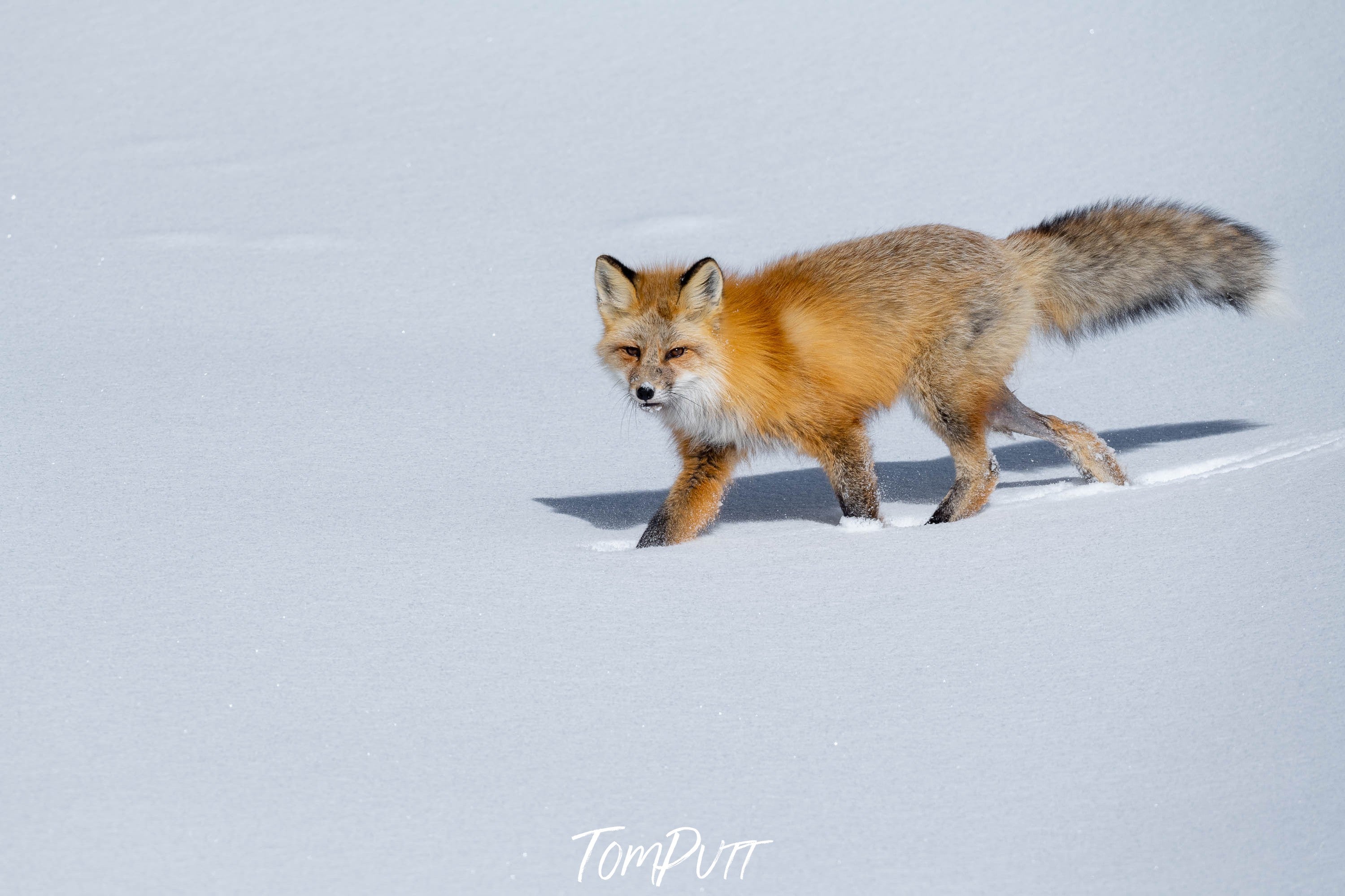 The Fox on The Prowl, Yellowstone NP