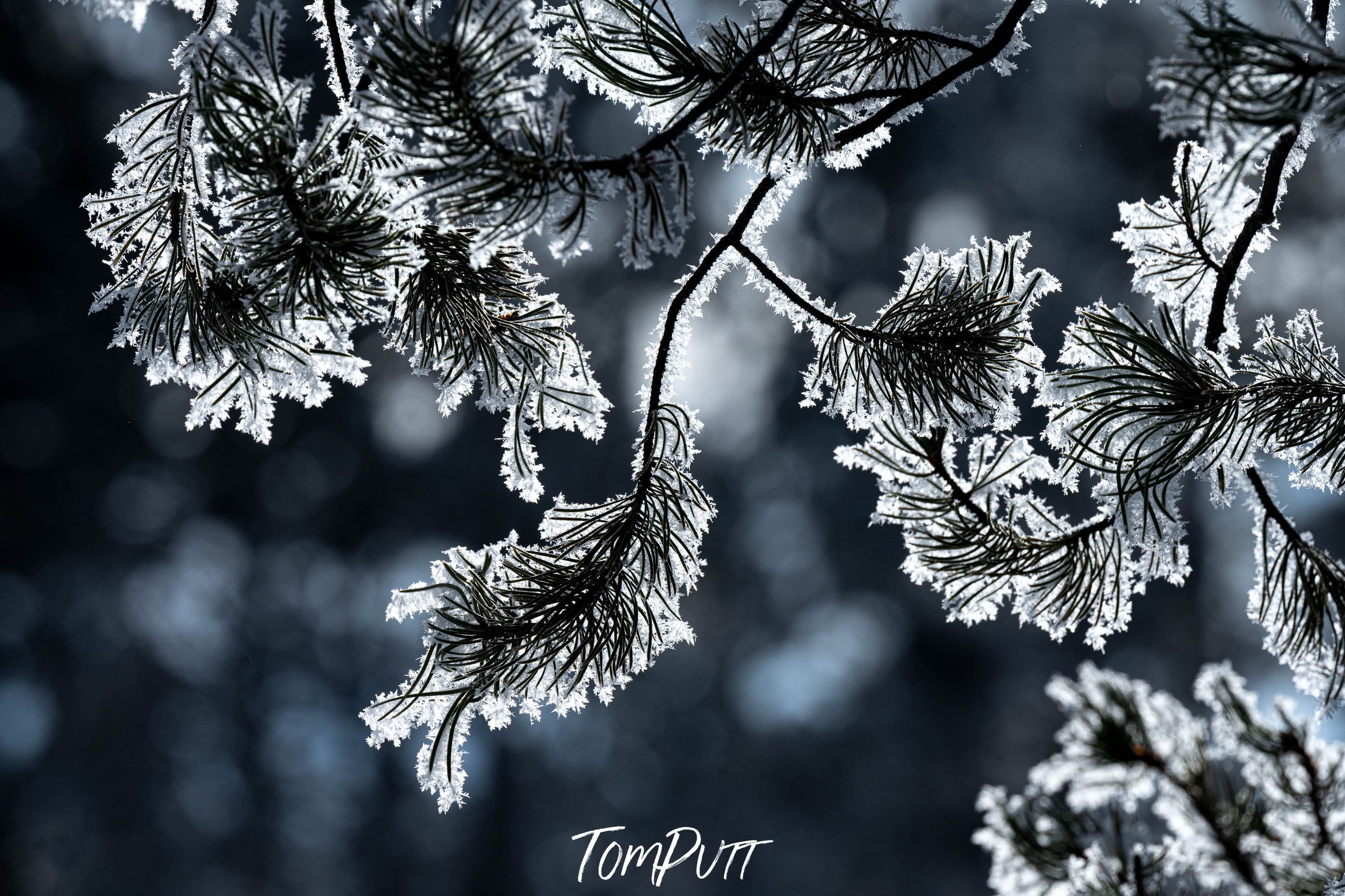 Frost Detail, Yellowstone NP