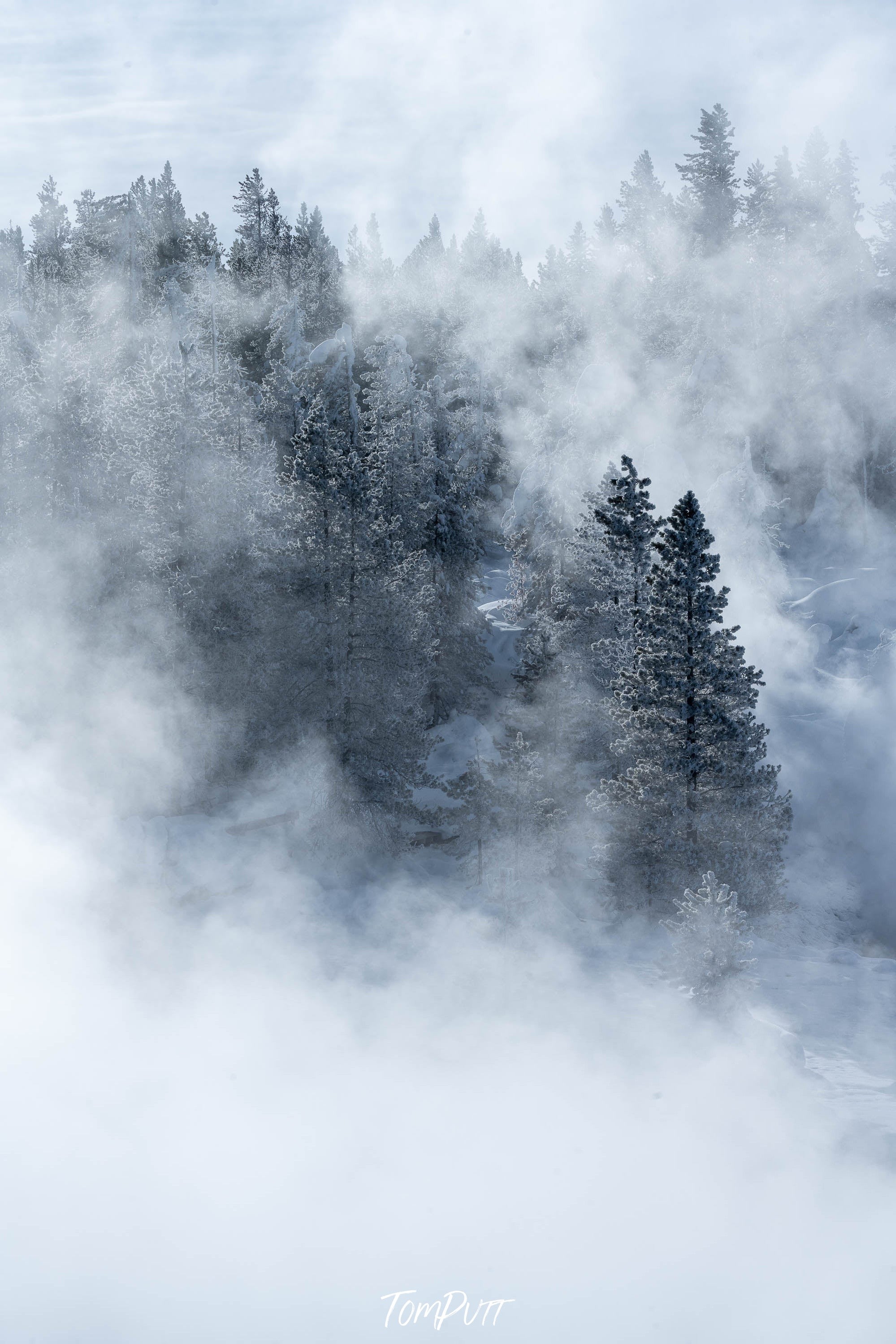 Misty Morning, Yellowstone NP