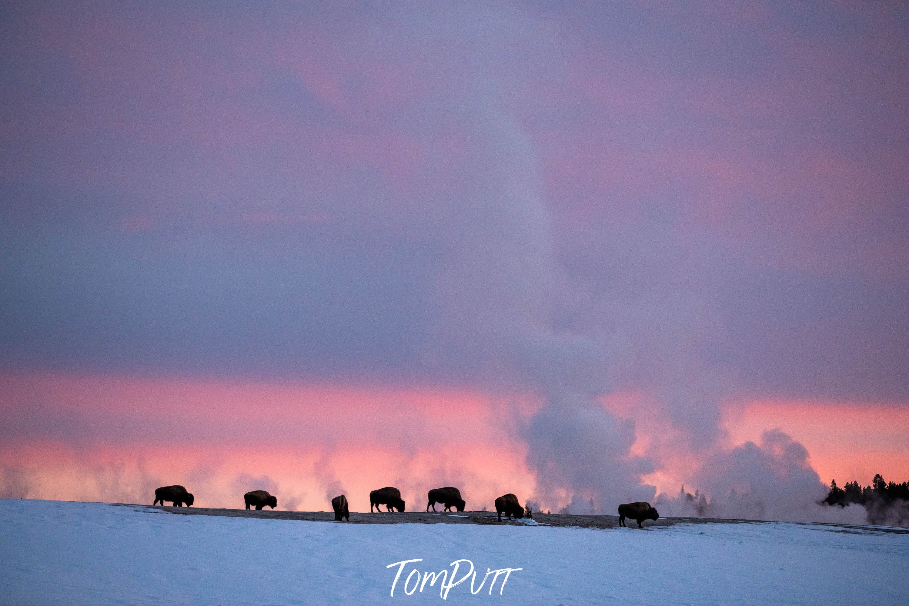 The Bison at sunset, Yellowstone NP