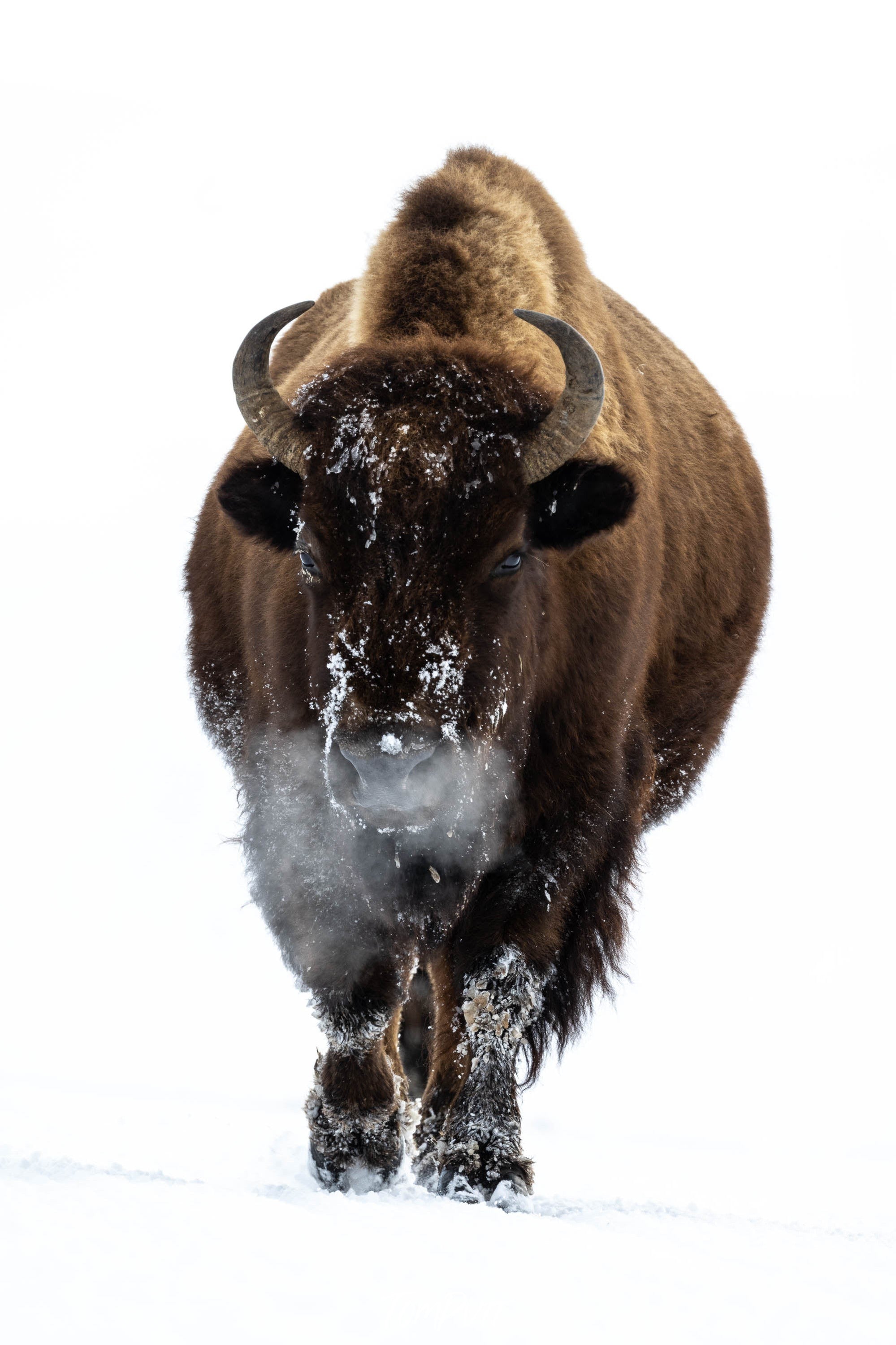 The Bison Alone, Yellowstone NP