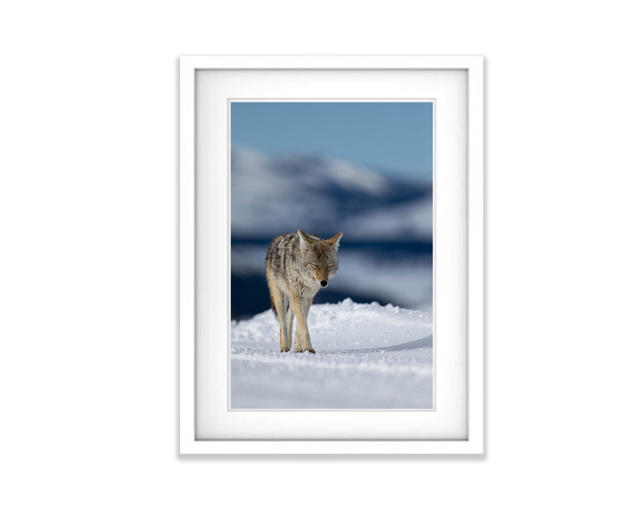 The Coyote, Yellowstone NP