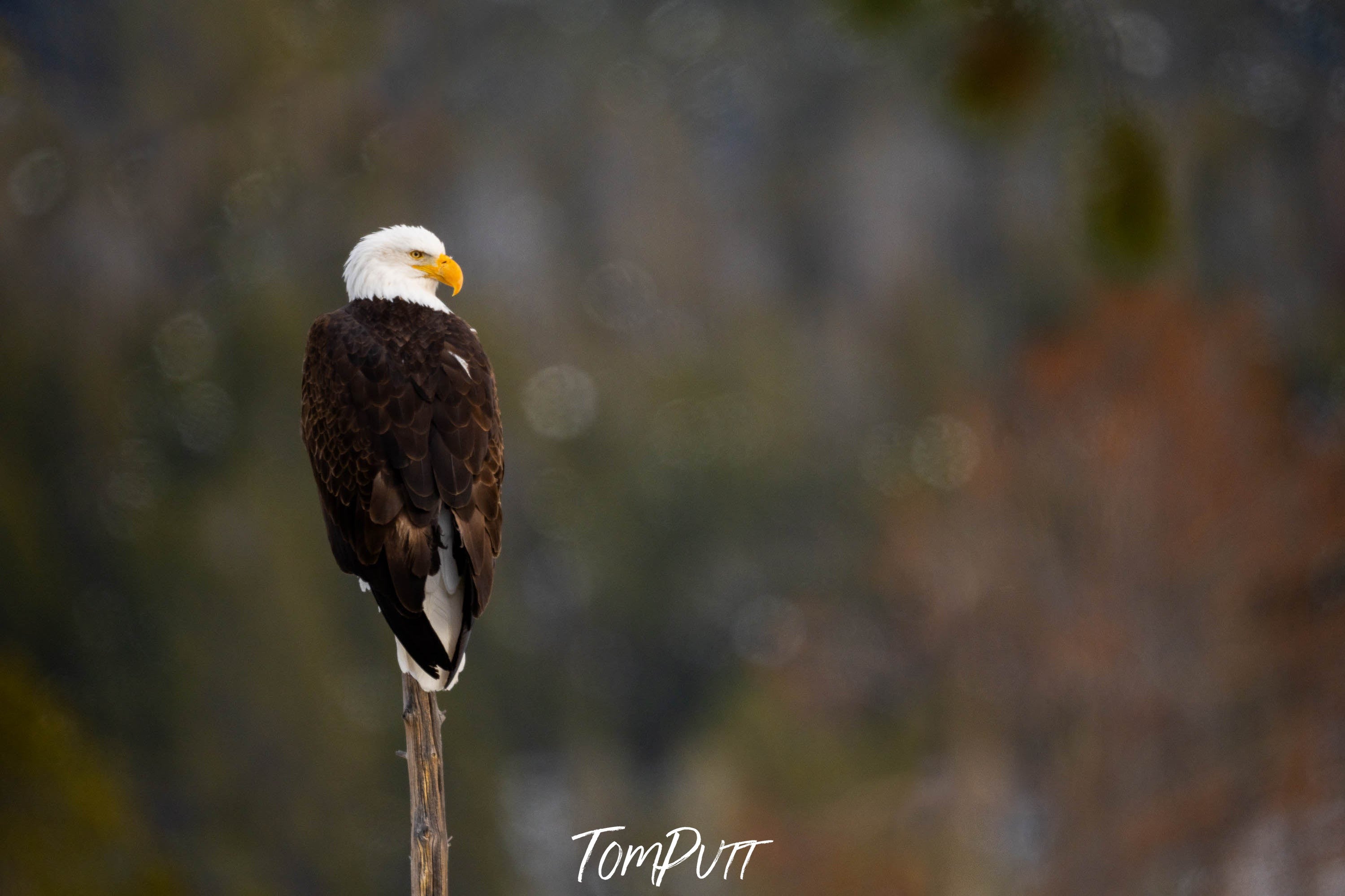 The Bald Eagle, Yellowstone NP