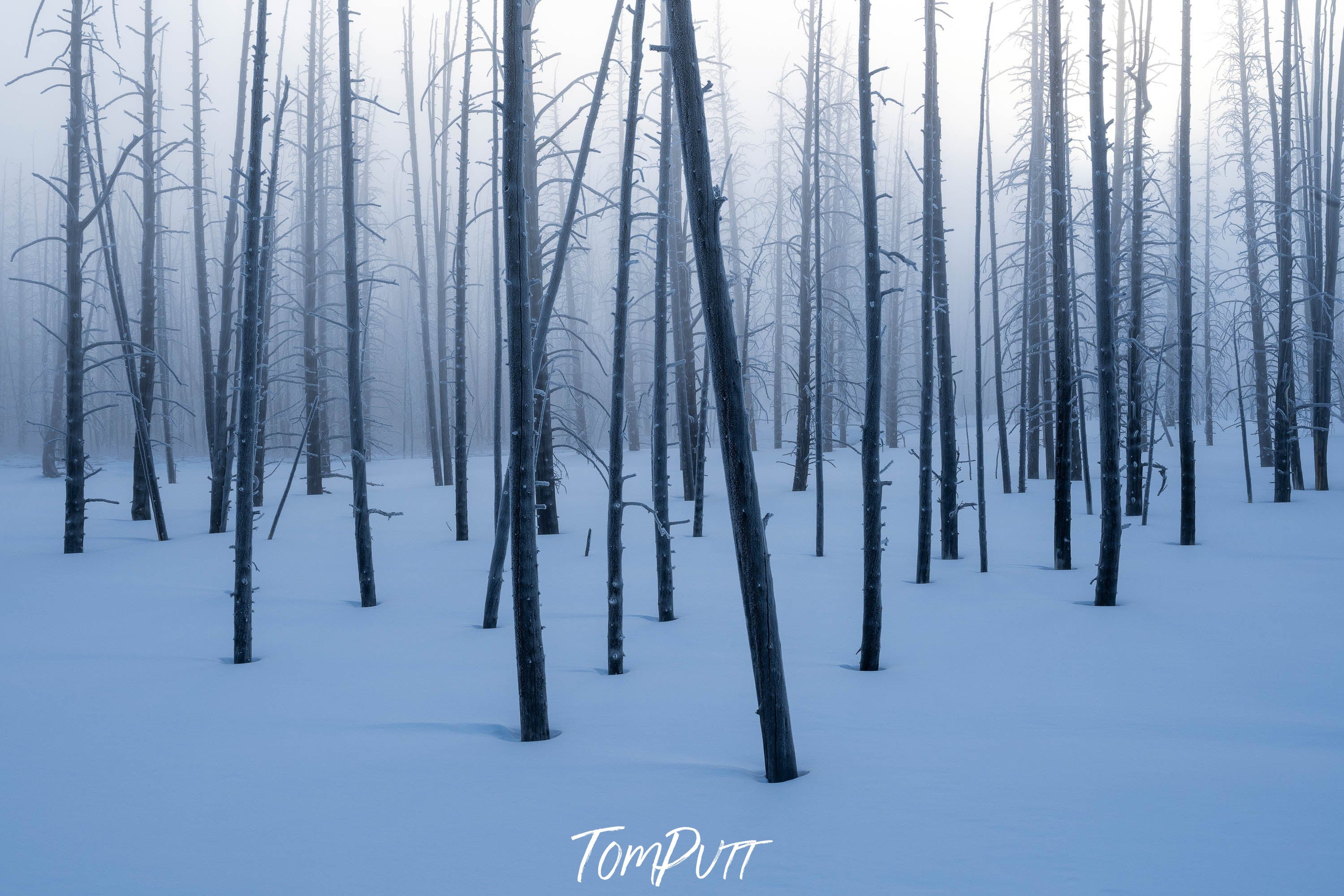 The Trees, Yellowstone NP