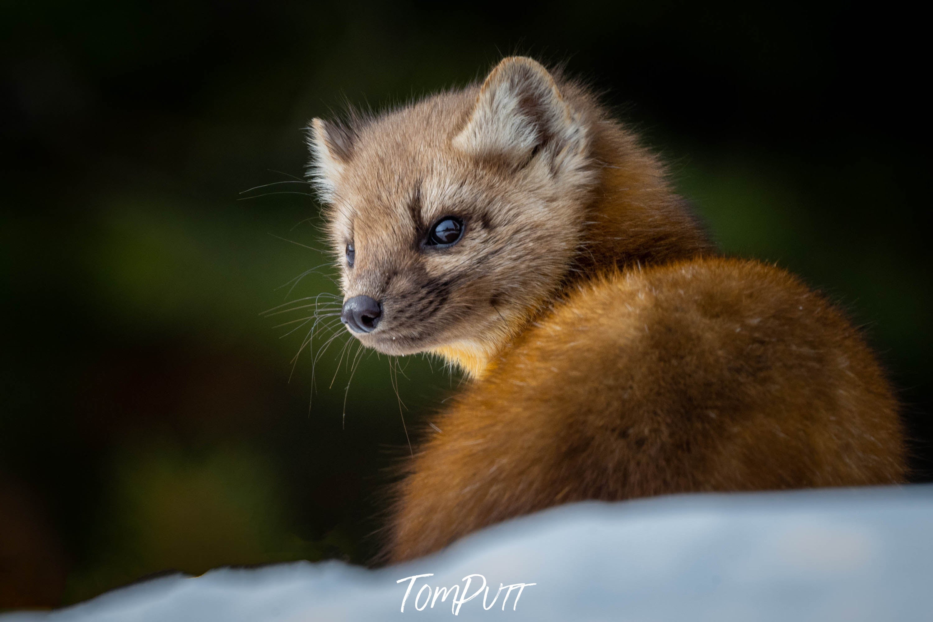 The Pine Marten, Yellowstone NP