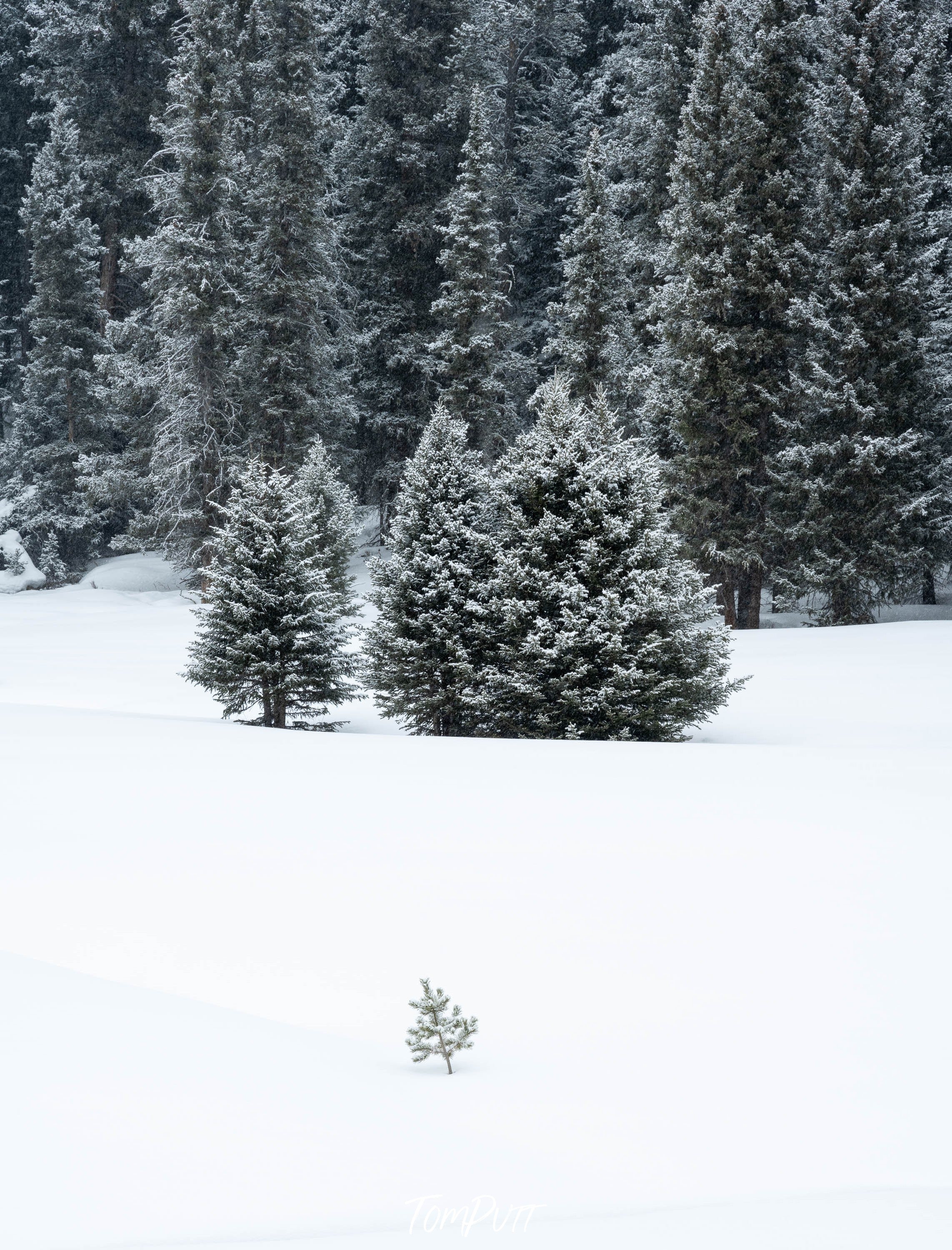 Young Spruce, Yellowstone NP