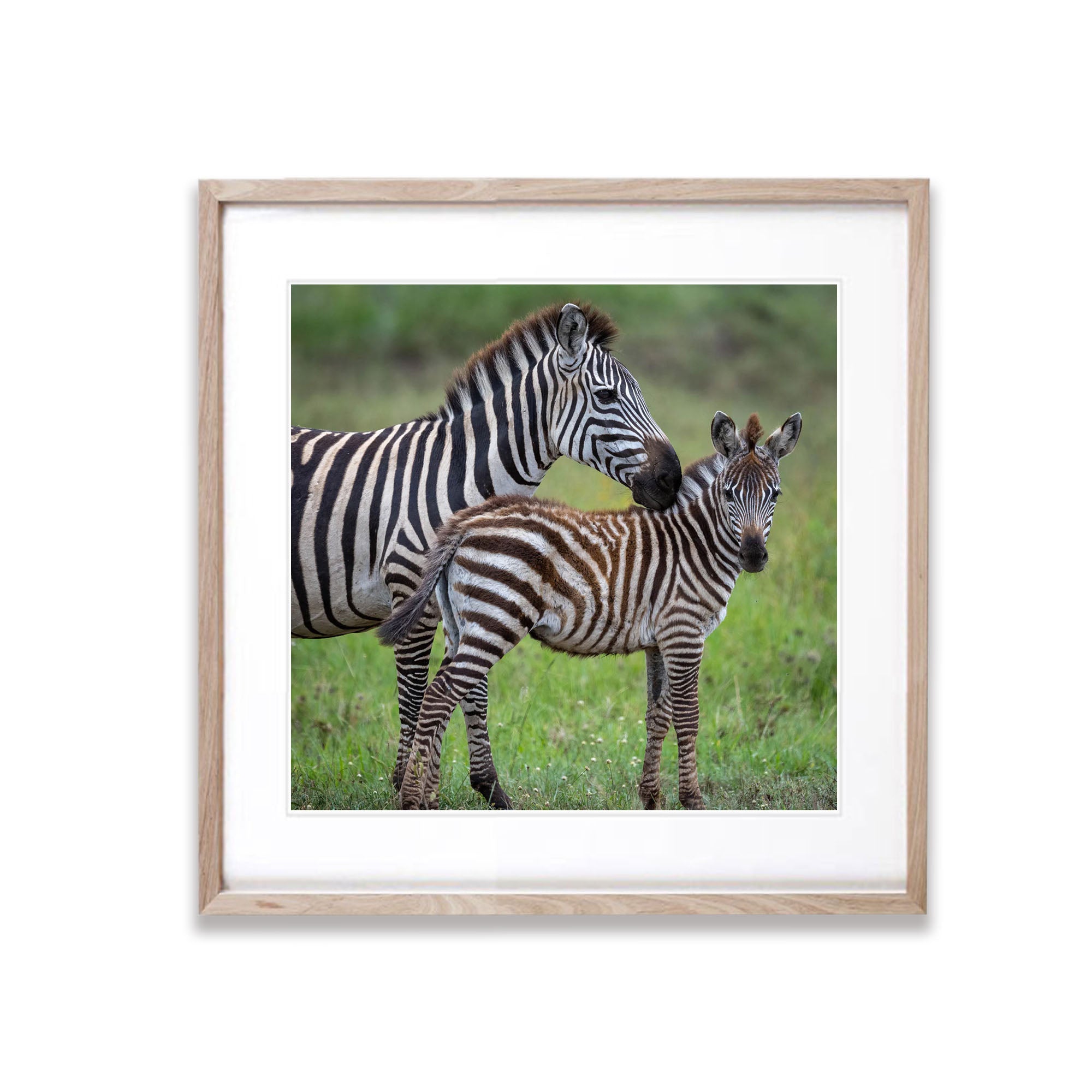 Young Zebra with mum, Tanzania