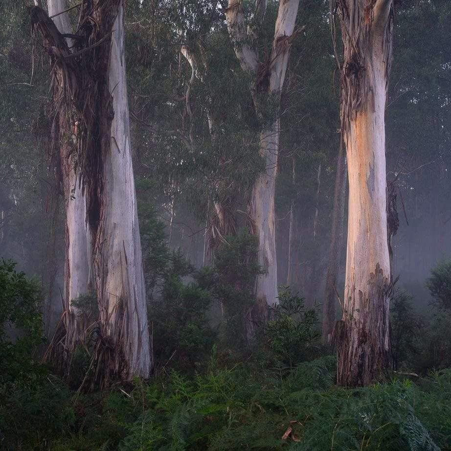 Majestic Giants, Red Hill, Mornington Peninsula, VIC - Square