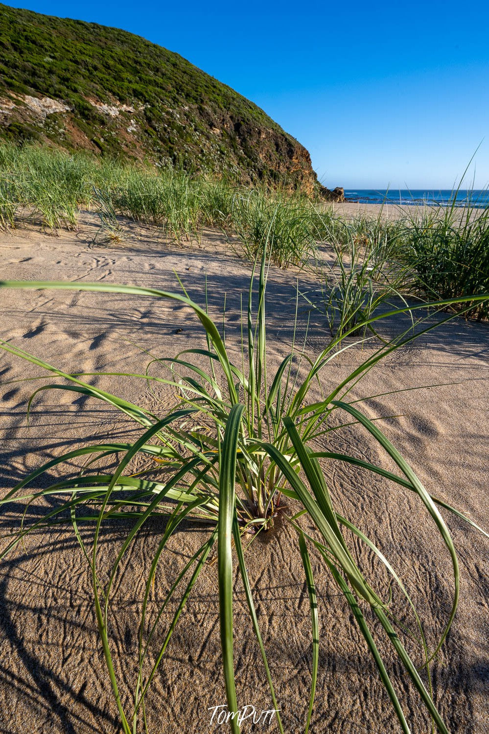 Aire River Grasses, Great Ocean Road