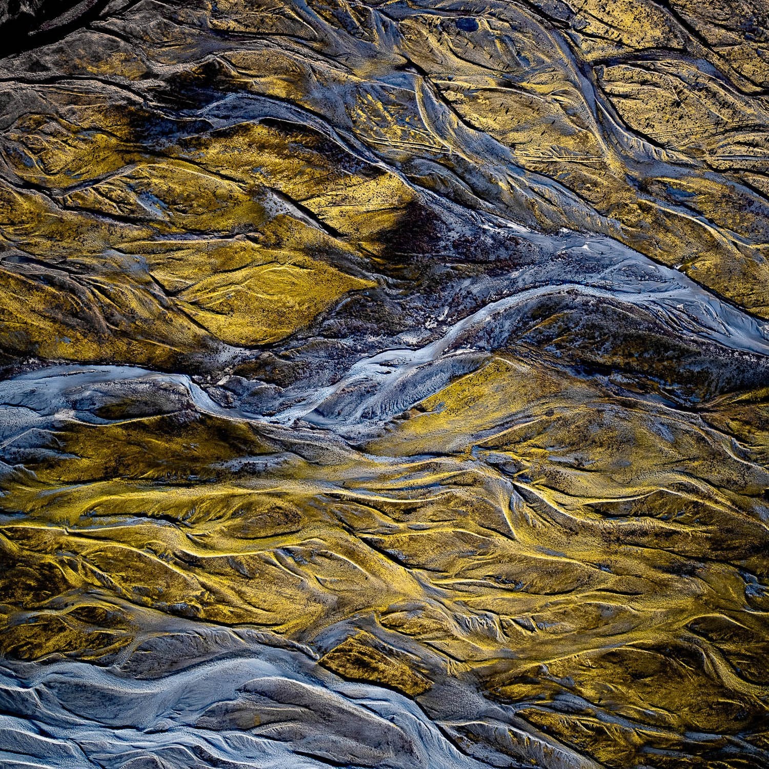 A golden tree-roots texture, New Zealand #3